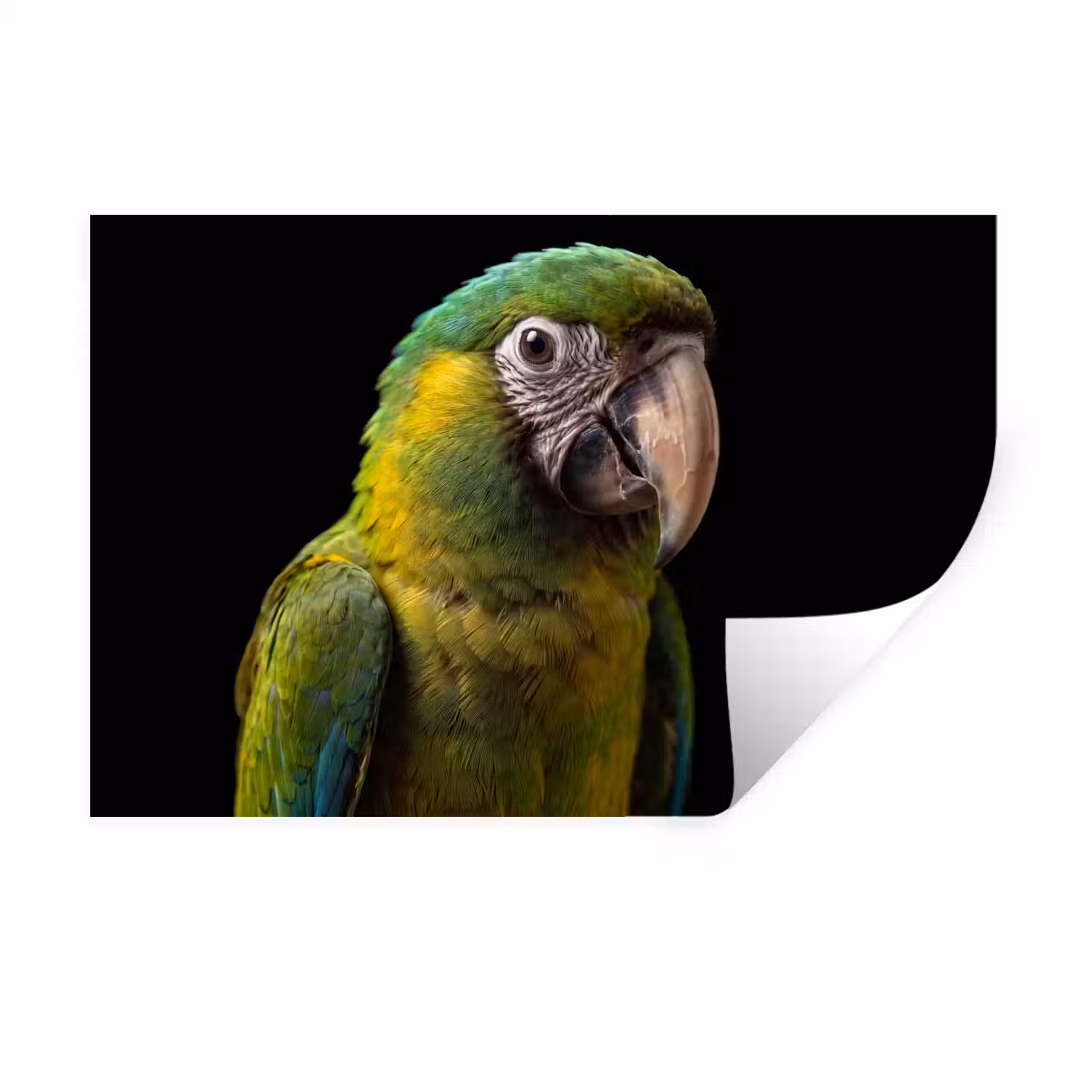 Ara - Portret - Groen Muursticker klein -3d