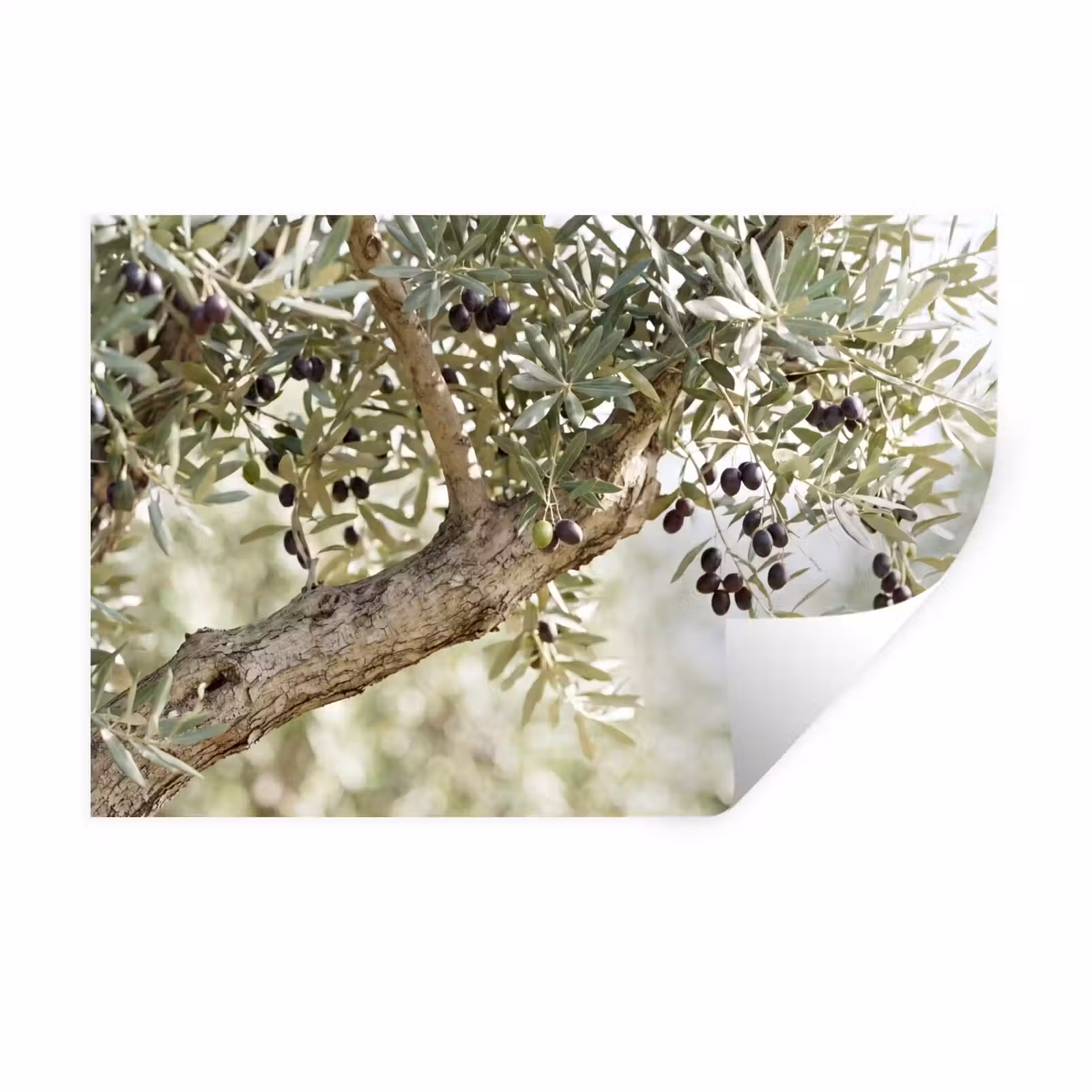 Wall Sticker - Olive tree - branch - green - Olijfboom - tak - groen Muursticker klein