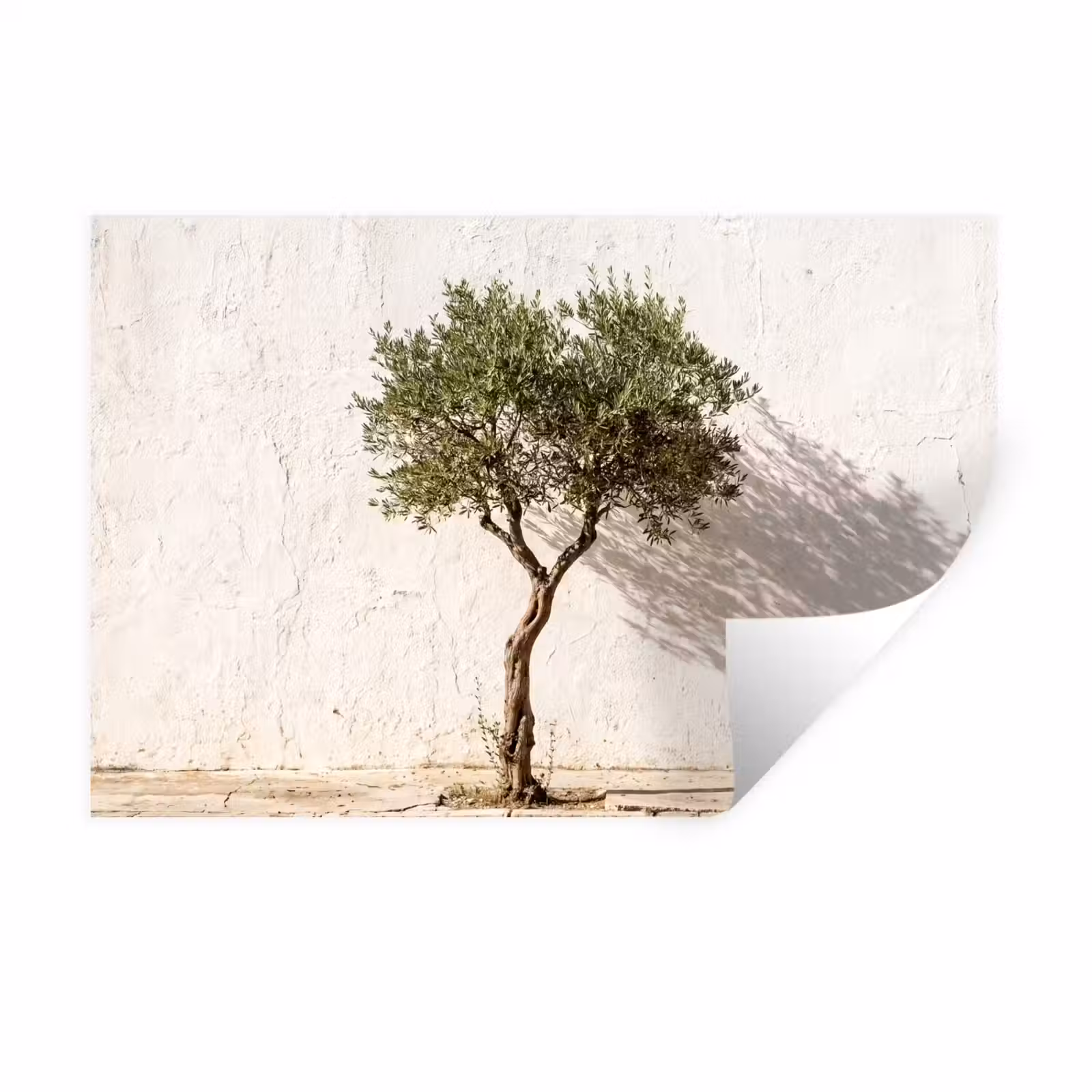 Wall Sticker - Olive Tree - Wall - White - Olijfboom - muur - wit Muursticker klein