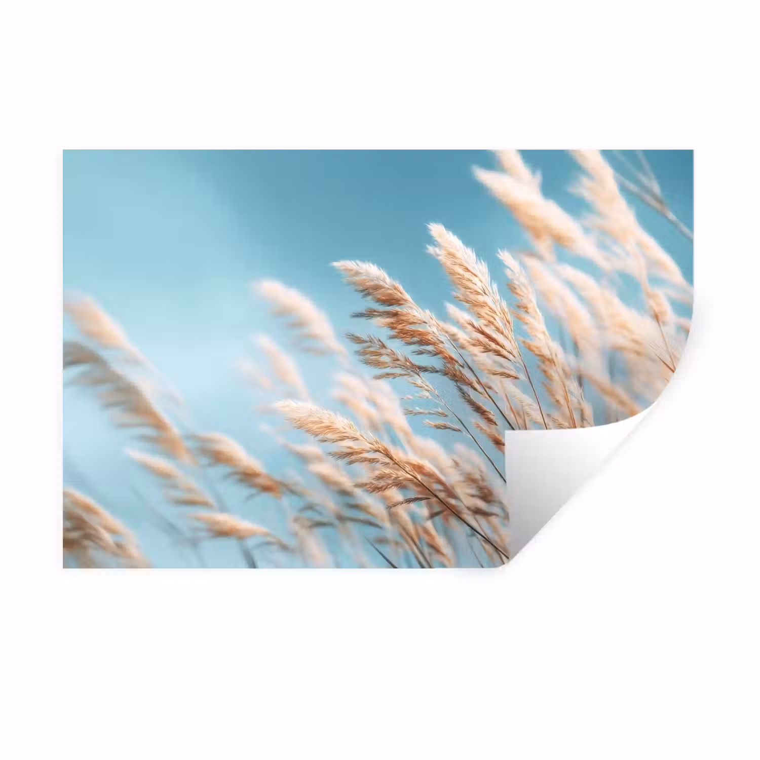 Siergras - Wind - Lichtbruin Muursticker klein -3d