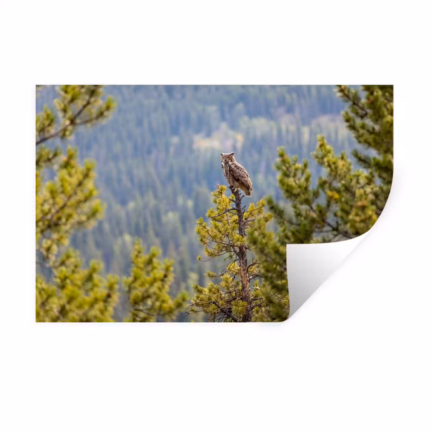 Uil - Oehoe - Bomen - Natuur Muursticker klein -3d