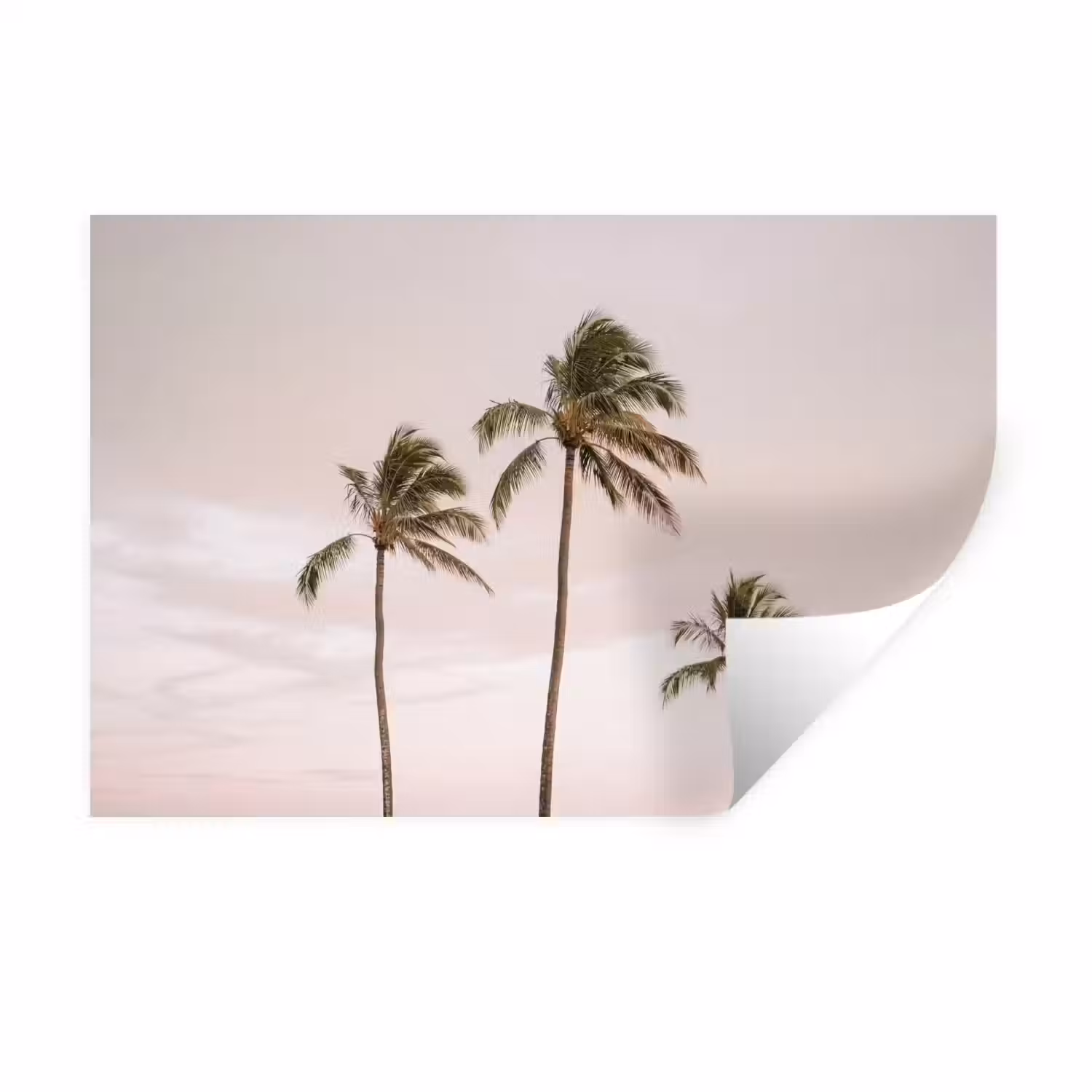 Palmbomen - Zonsondergang - Roze Muursticker klein -3d