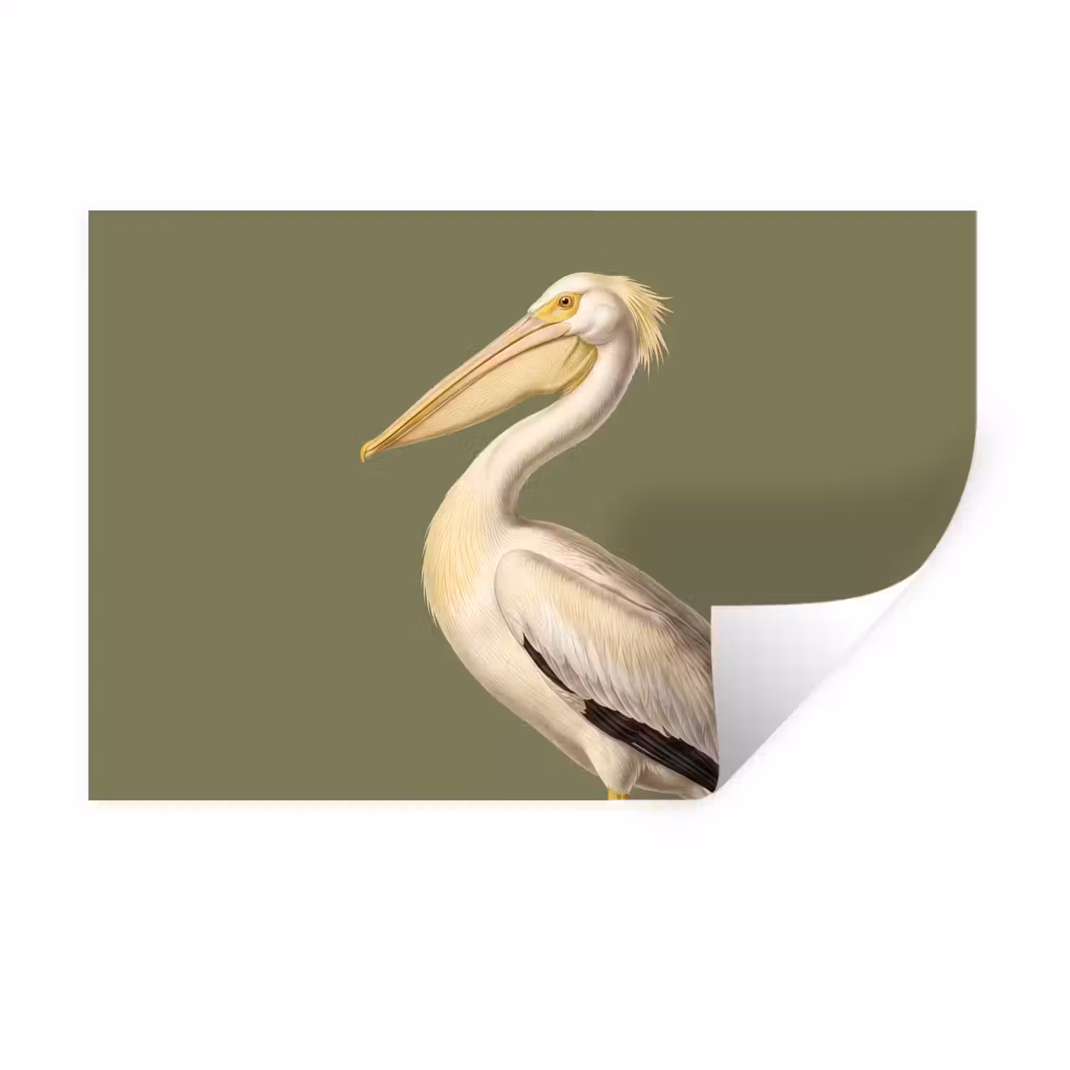 Pelikaan - Wit - Vogel - Klassiek - Natuur Muursticker klein -3d