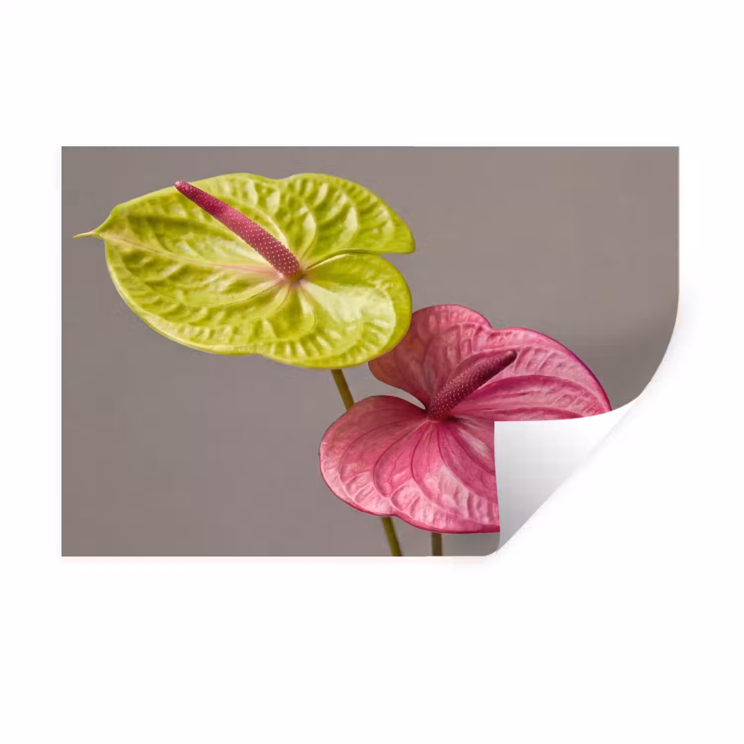 Planten - Anthurium - Groen - Roze Muursticker klein -3d