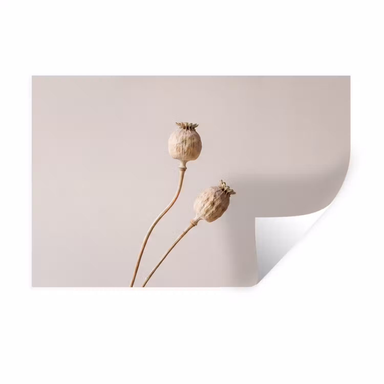 Papaverbollen - Droogbloemen - Minimalistisch - Beige - Rustig Muursticker klein -3d