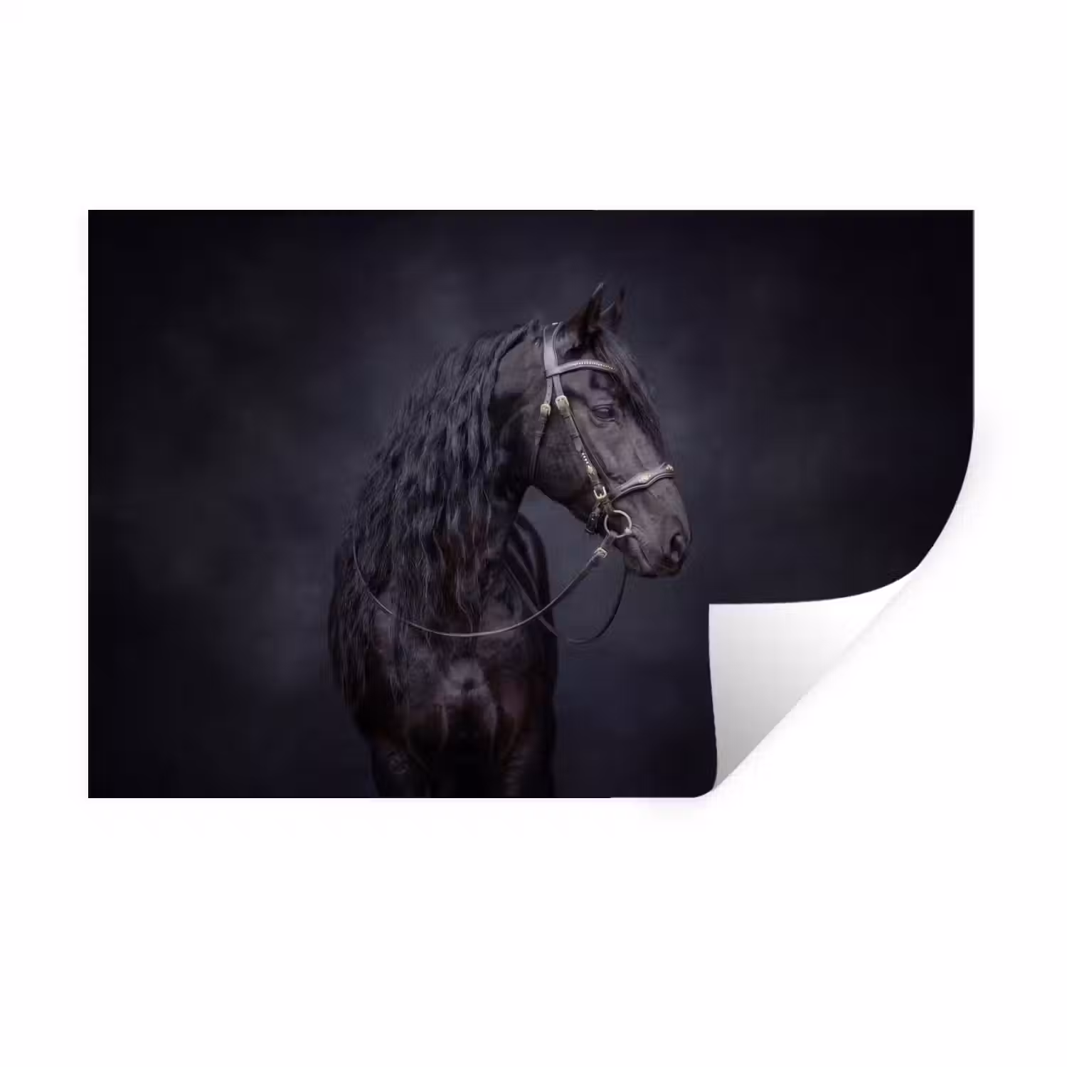 Portret - Paard - Donker Muursticker klein -3d