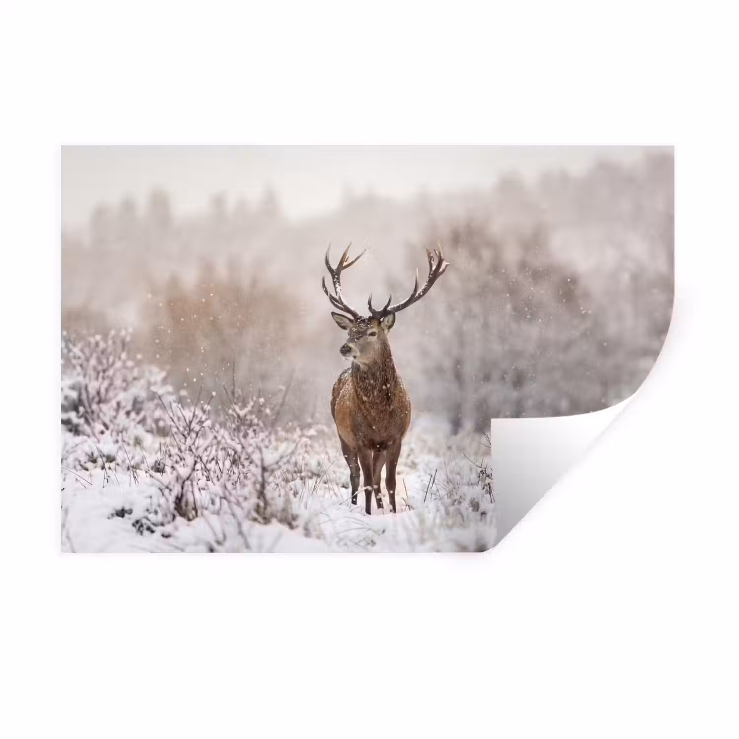 Edelhert - Bos - Sneeuw - Winter - Majestueus Muursticker klein -3d