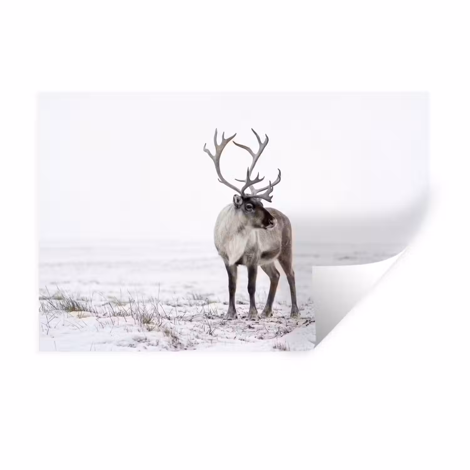 Rendier - Gewei - Sneeuw - Winter Muursticker klein -3d