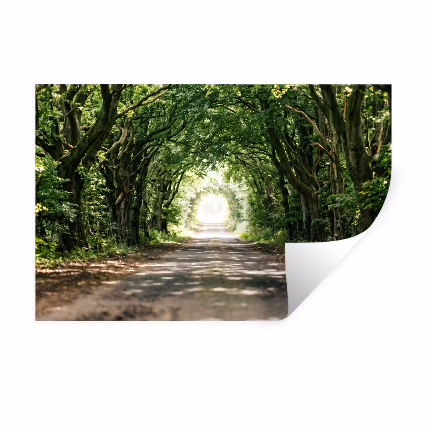 Weg - Bomen - Natuur - Groen Muursticker klein -3d
