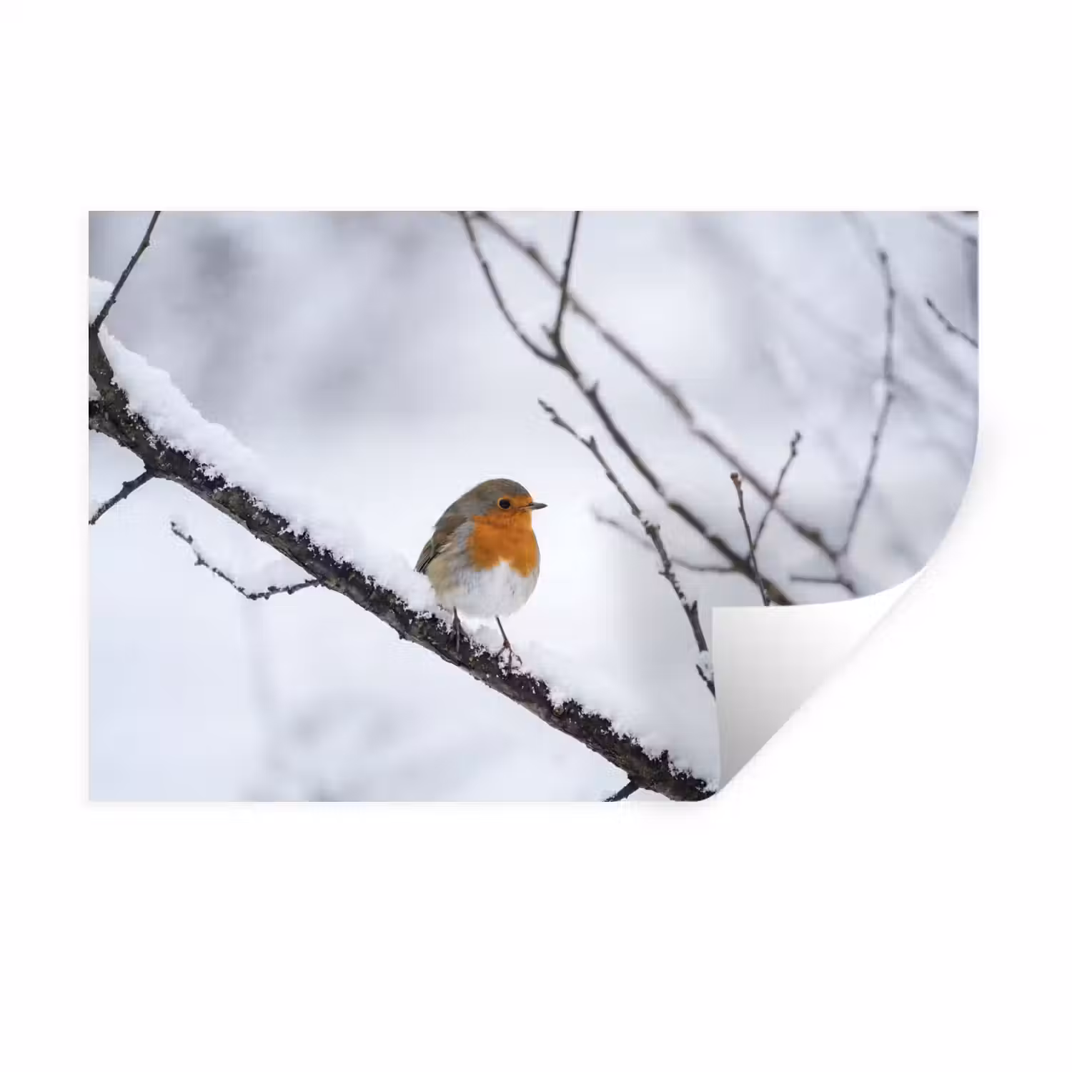 Roodborstje - Tak - Sneeuw - Winter - Levendig Muursticker klein -3d