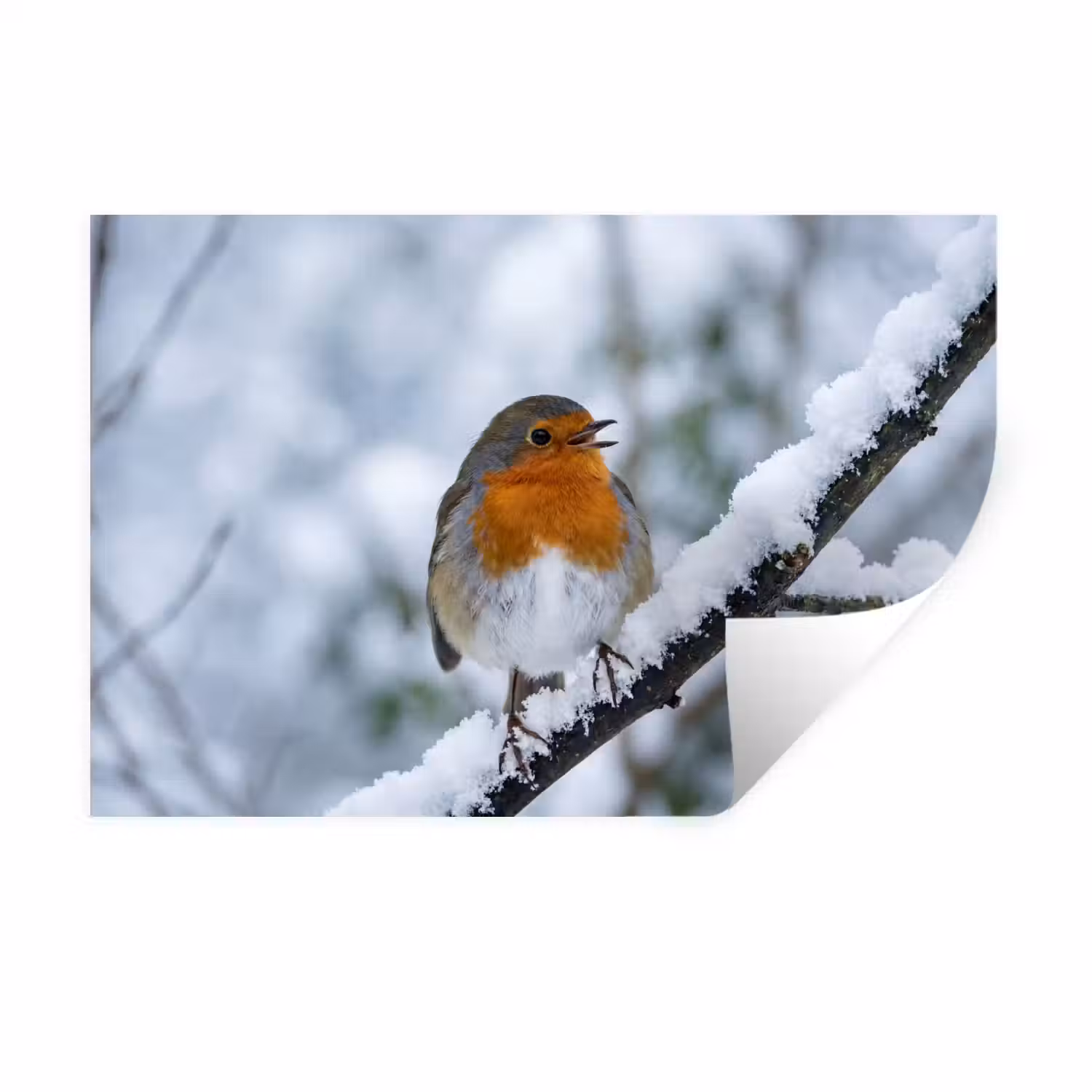 Roodborstje - Tak - Sneeuw - Winter - Levendig Muursticker klein -3d