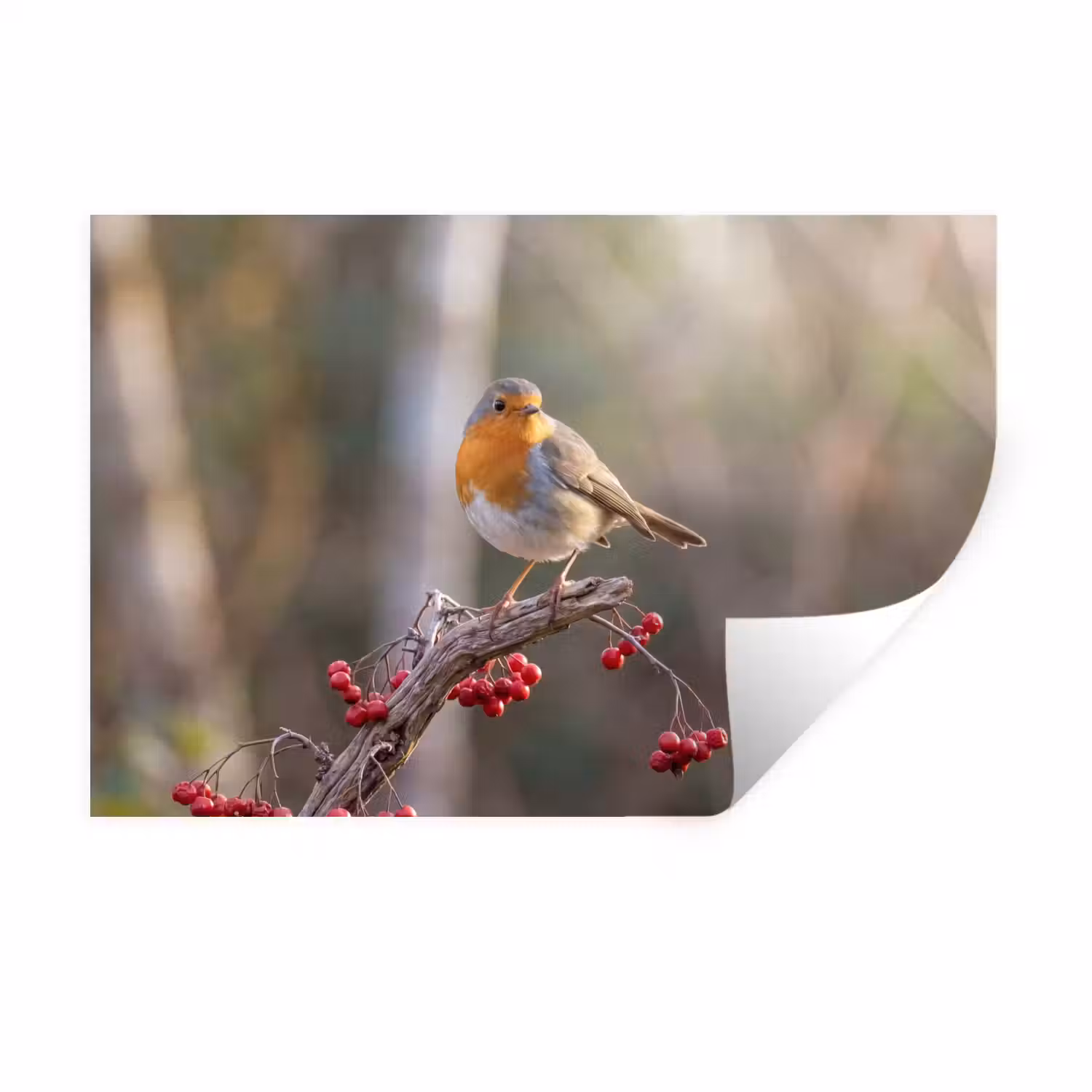Roodborst - Tak - Bessen - Natuur Muursticker klein -3d