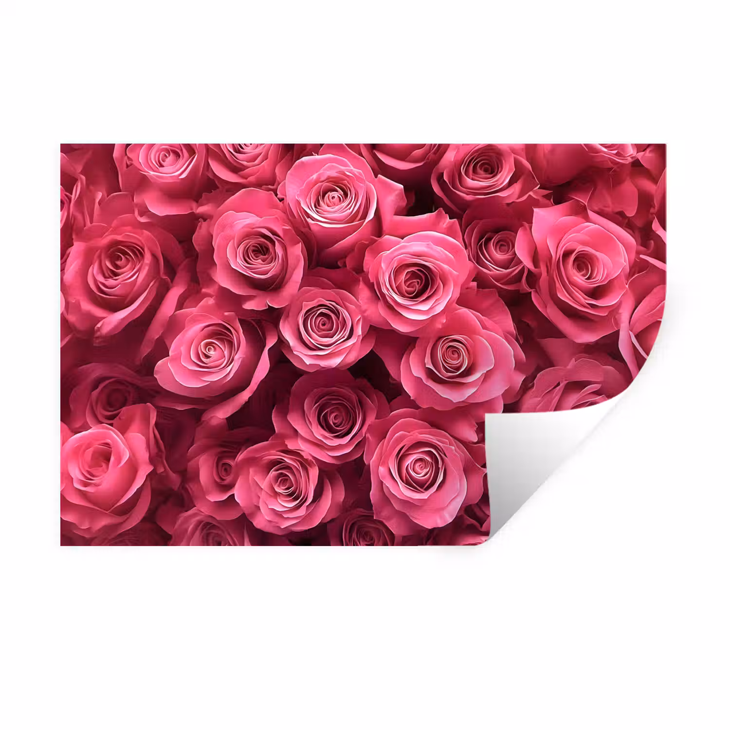 Rozen - Pink - Bloem Muursticker klein -3d