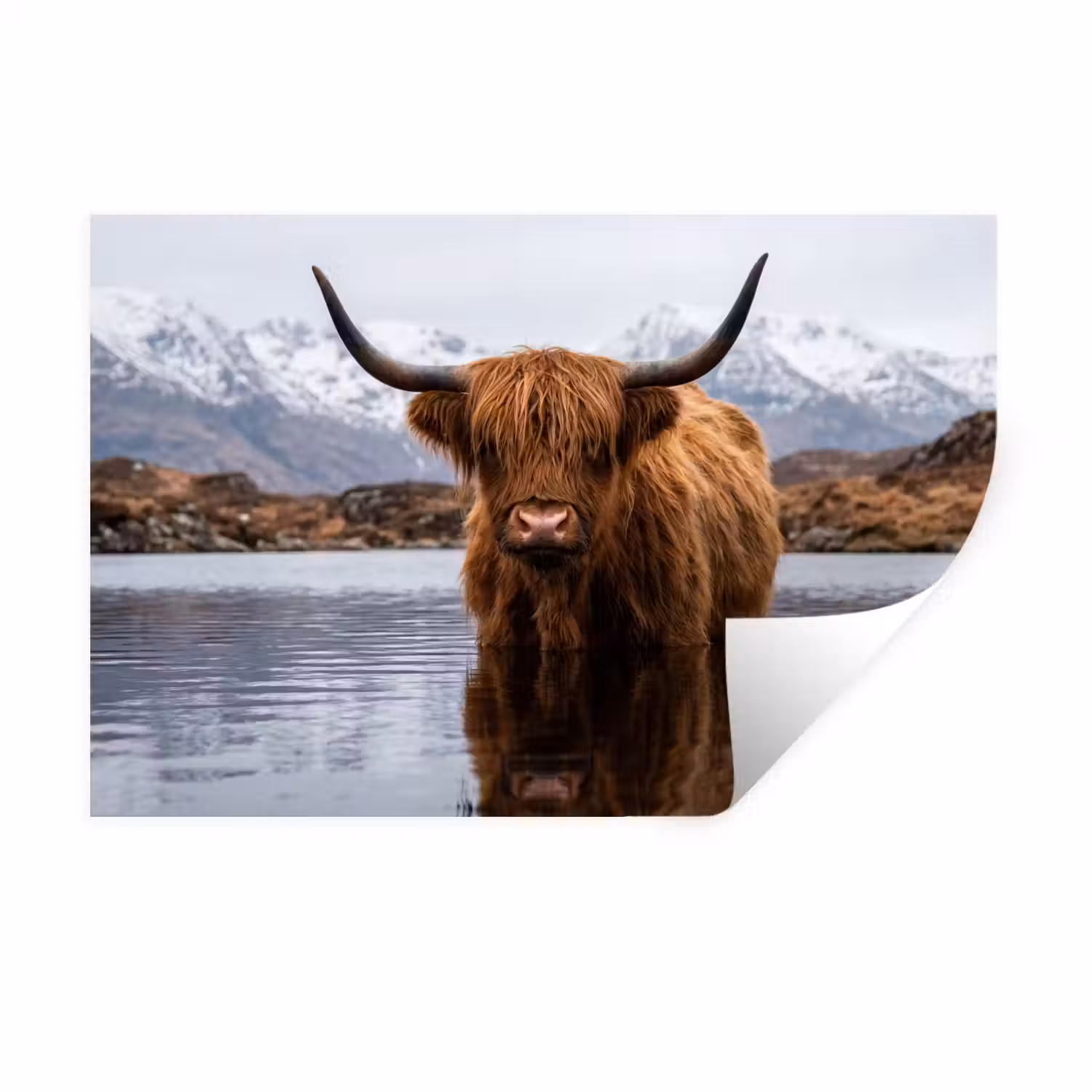 Schotse hooglander - Bruin - Water Muursticker klein -3d