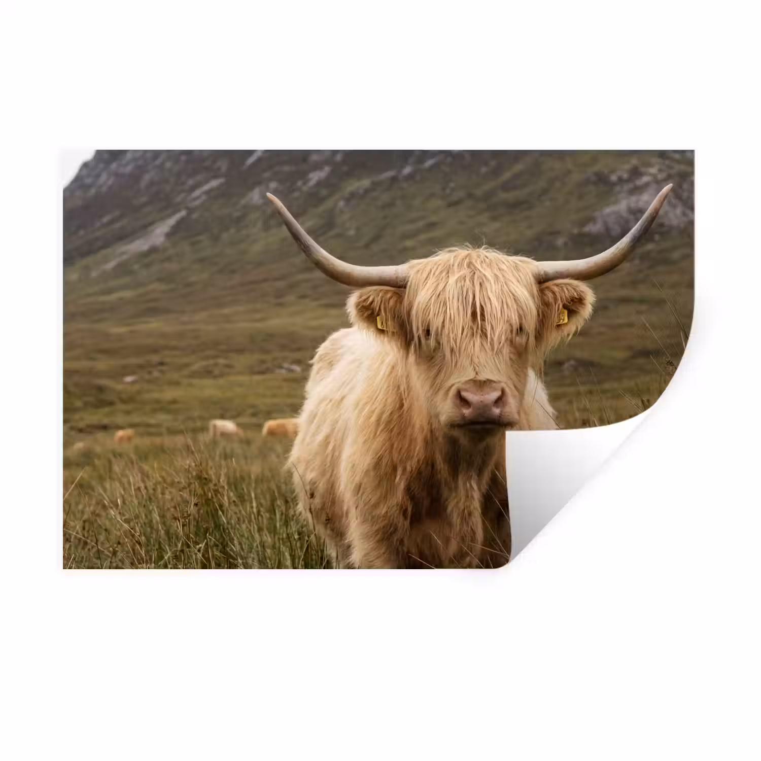 Schotse hooglander - Bergen - Grasveld Muursticker klein -3d