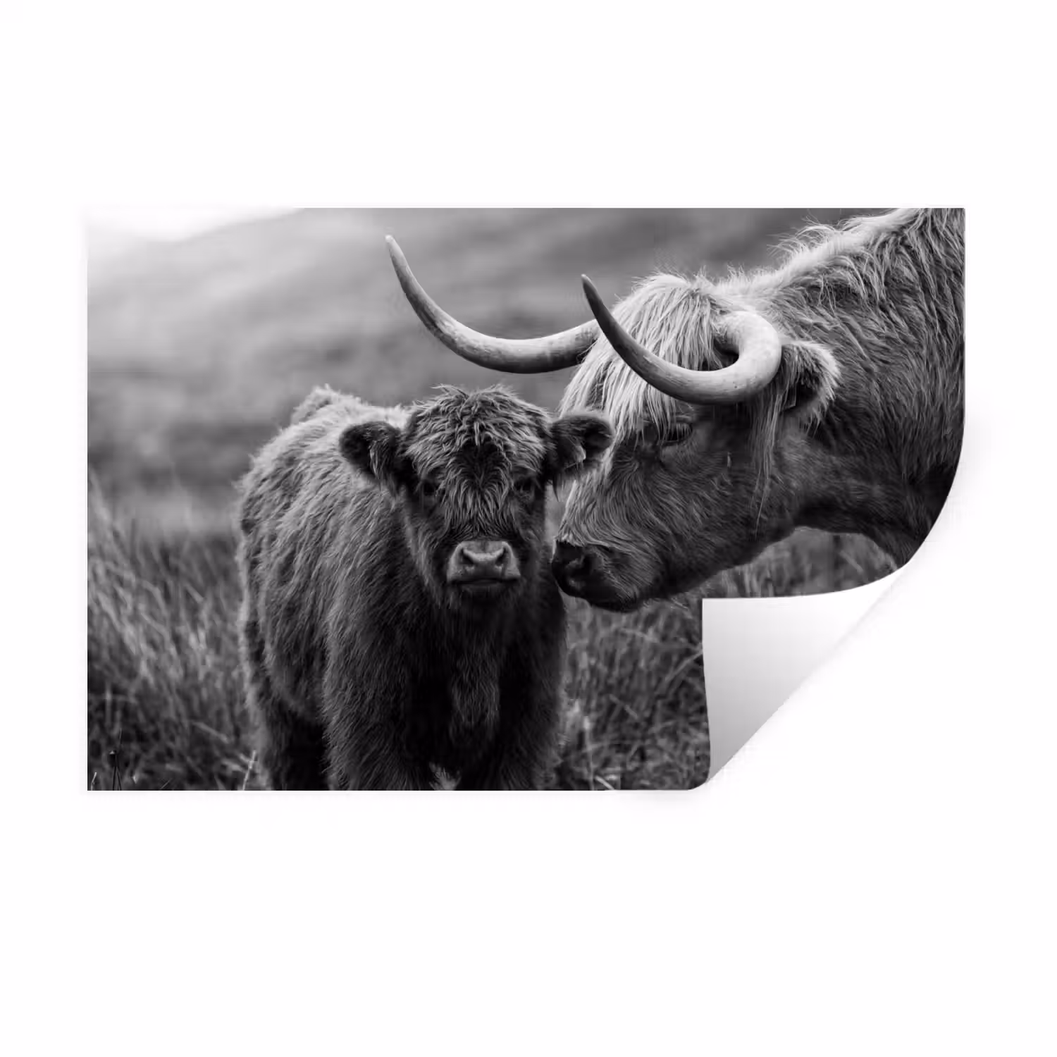 Schotse hooglander - Kalf - Zwart - Wit Muursticker klein -3d