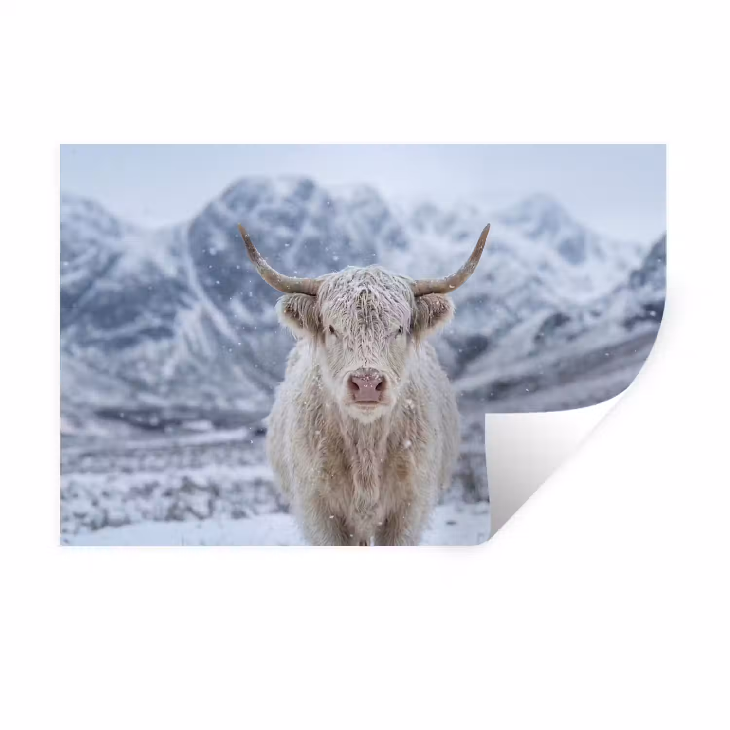 Schotse Hooglander - Sneeuw - Bergen - Winter Muursticker klein -3d