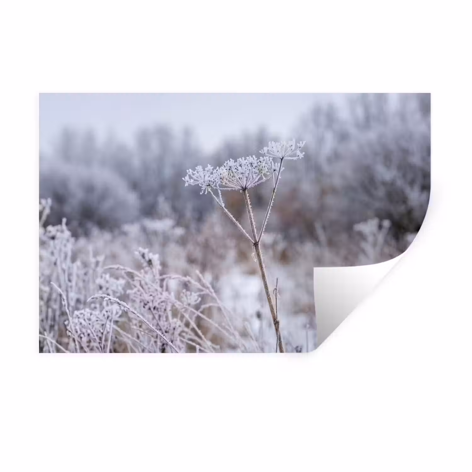 Schermbloem - Rijp - Kristallen - Winter - Delicaat Muursticker klein -3d