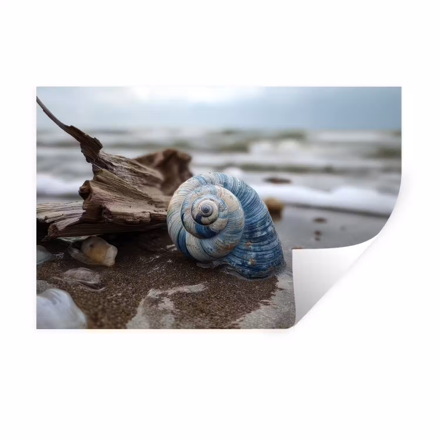 Schelp - Strand - Blauw - Zee Muursticker klein -3d