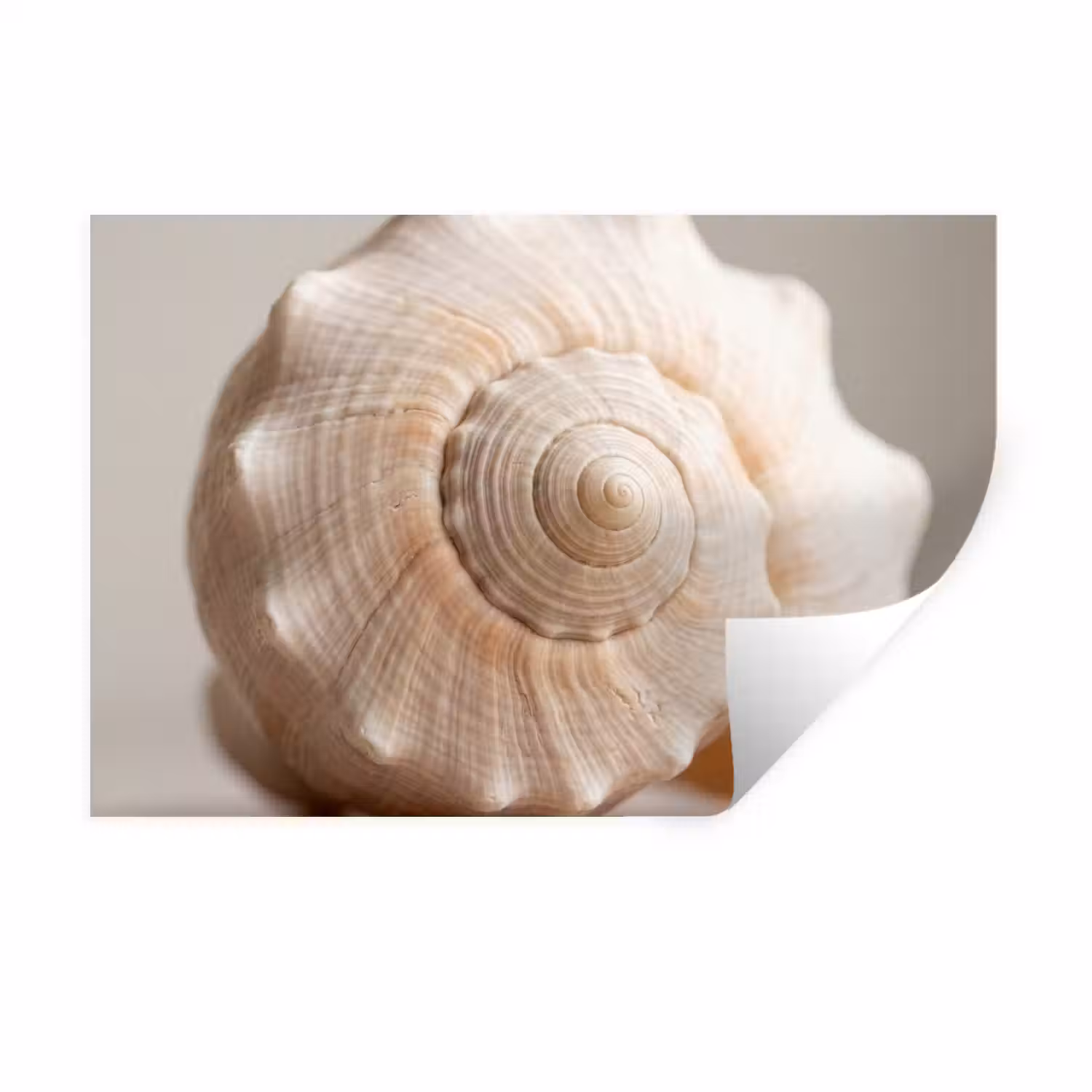 Schelp - Detail - Beige Muursticker klein -3d