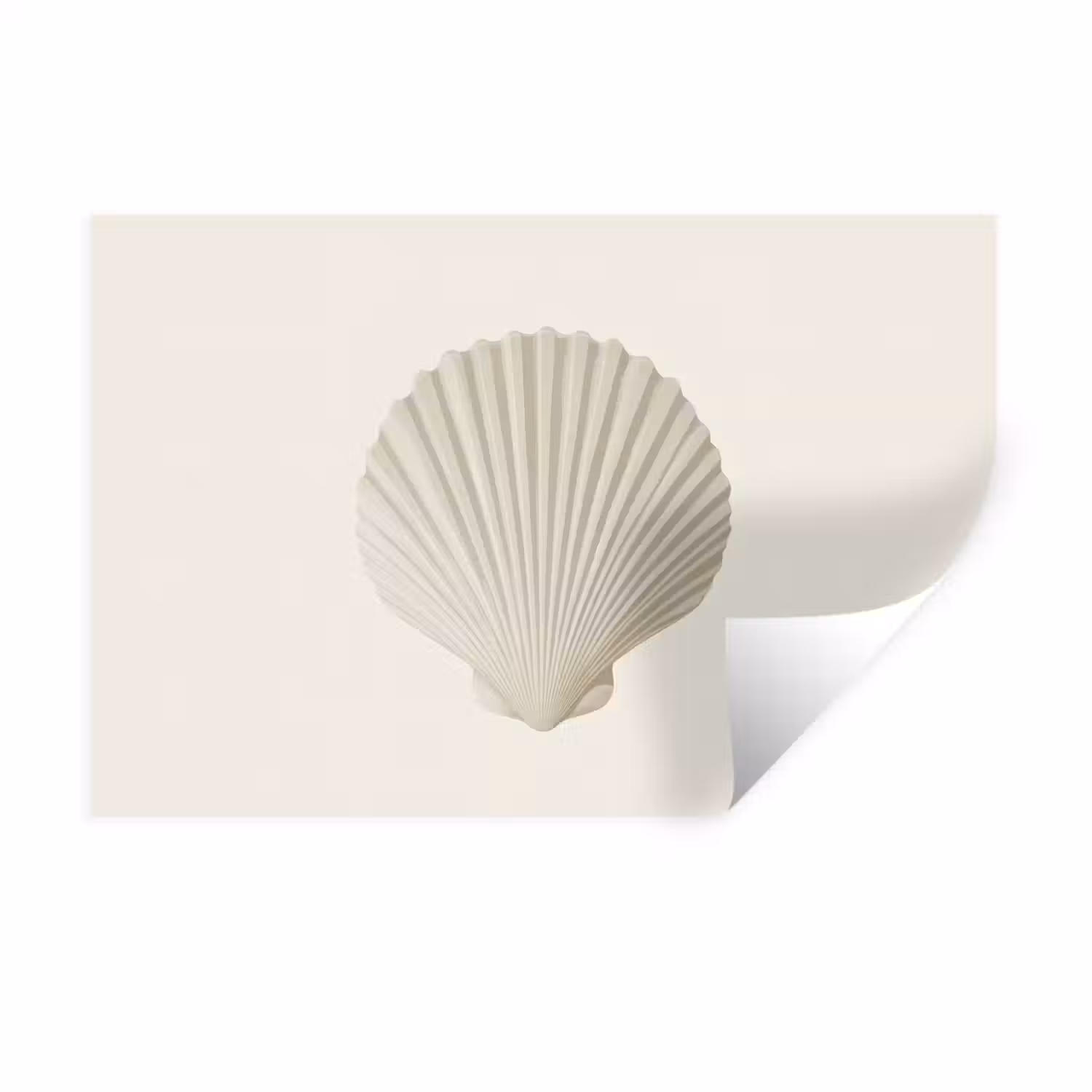 Schelp - Minimalistisch - Wit Muursticker klein -3d