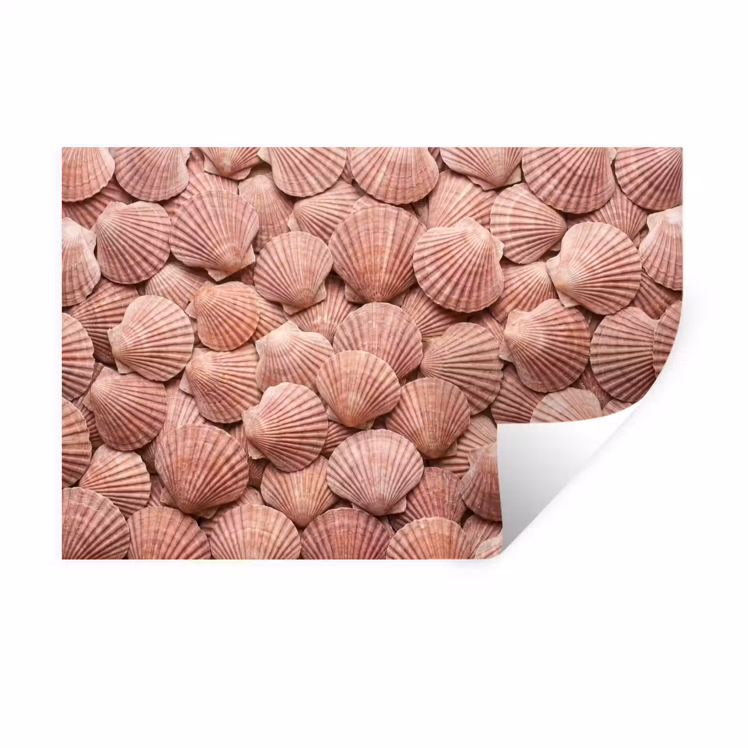 Schelpen - Patroon - Roze Muursticker klein -3d