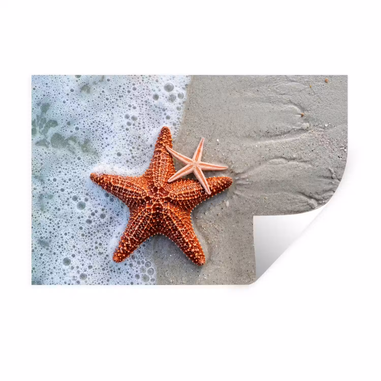 Zeester - Strand - Zee Muursticker klein -3d