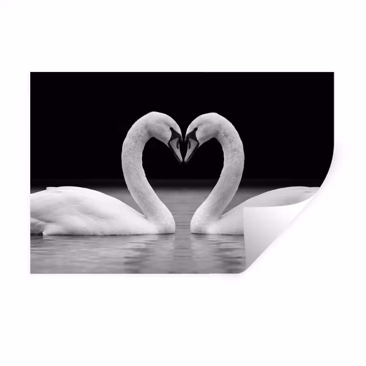 Zwanen - Hart - Zwart - Wit Muursticker klein -3d