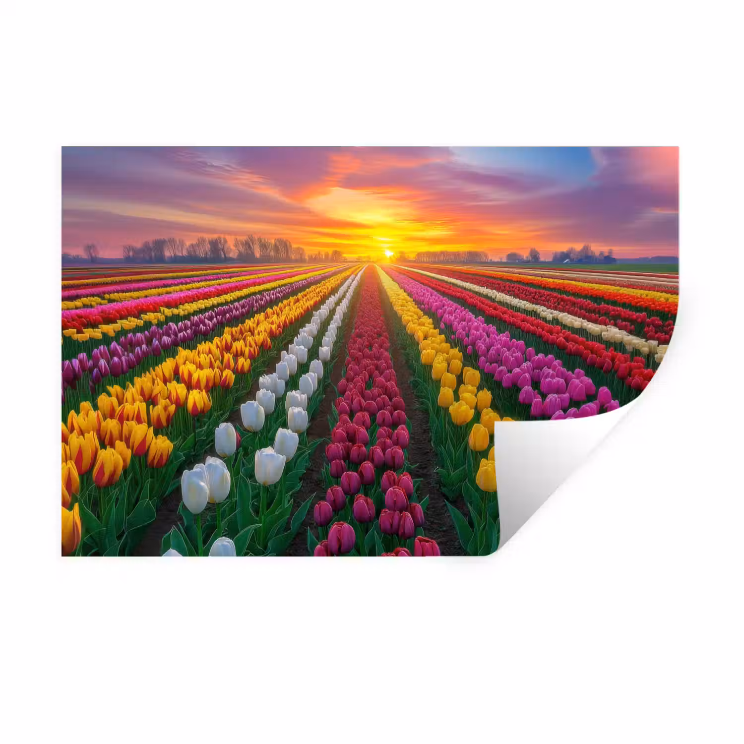 Tulpenveld - Zonsondergang - Kleurrijk Muursticker klein -3d