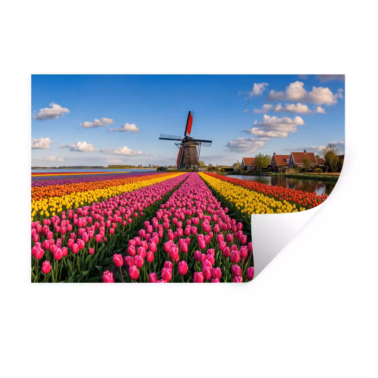Tulpen - Holland - Molen - Kleurrijk Muursticker klein -3d