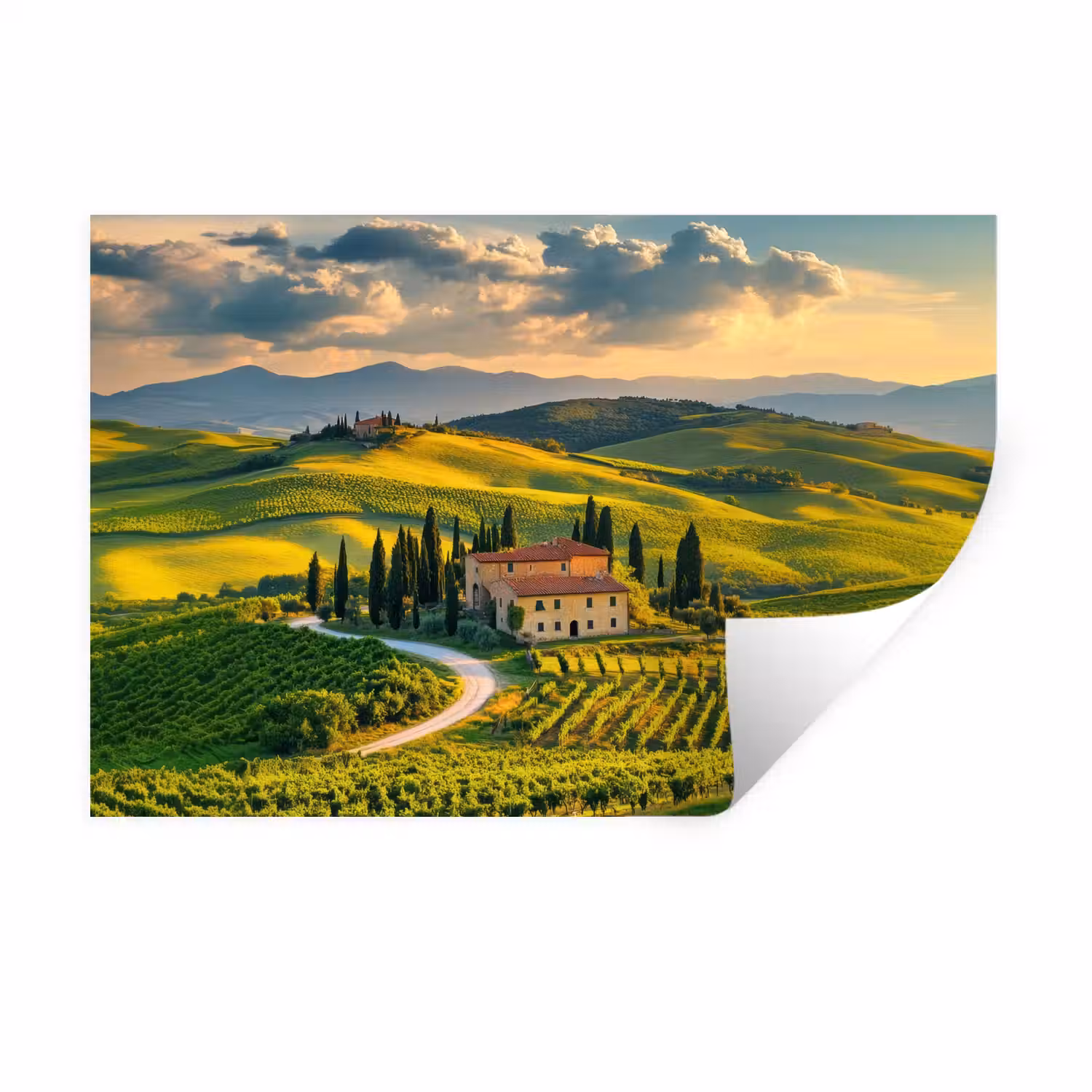Toscane - Landschap - Wijngaarden Muursticker klein -3d