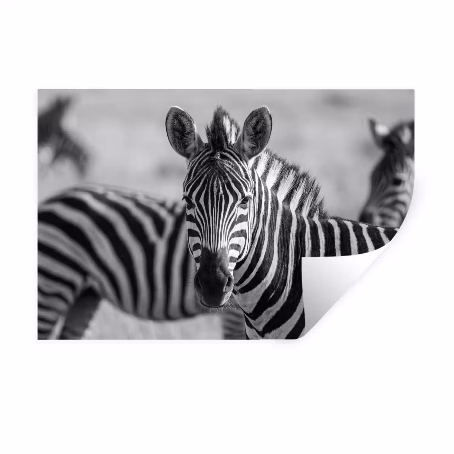 Zebra's - Zwart - Wit Muursticker klein -3d