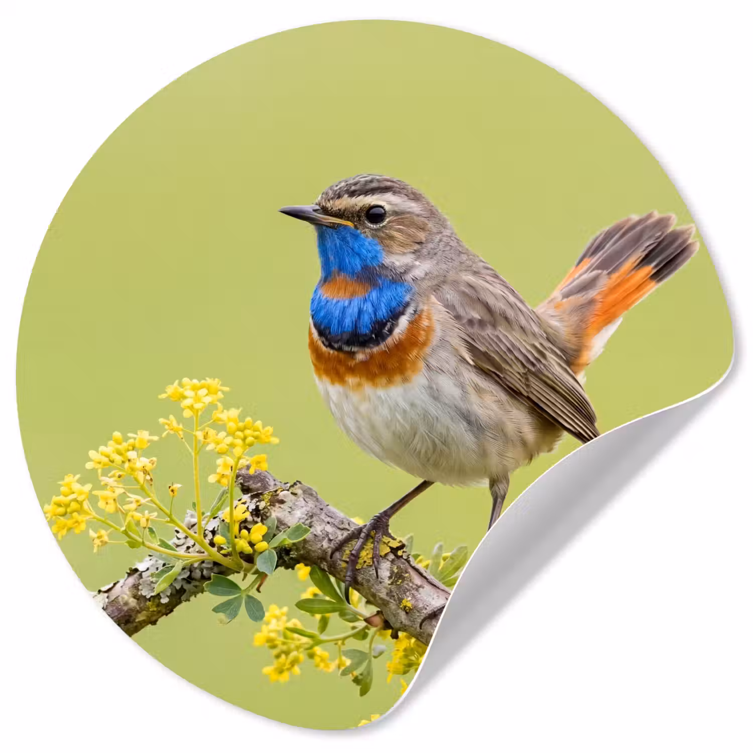 Vogel - Tak - Natuur - Kleurrijk Wandcirkel behangsticker klein -3d