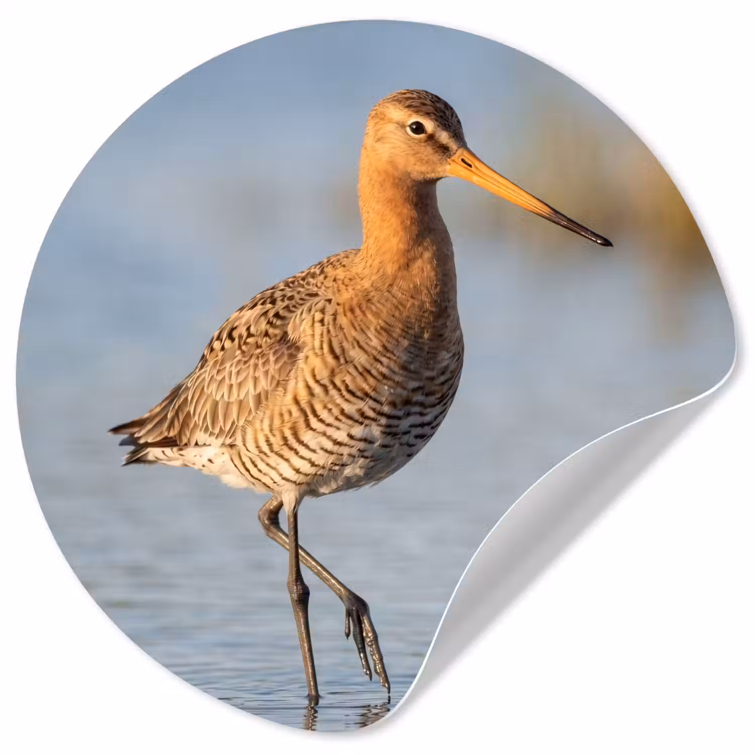 Vogel - Steltloper - Water - Natuur Wandcirkel behangsticker klein -3d