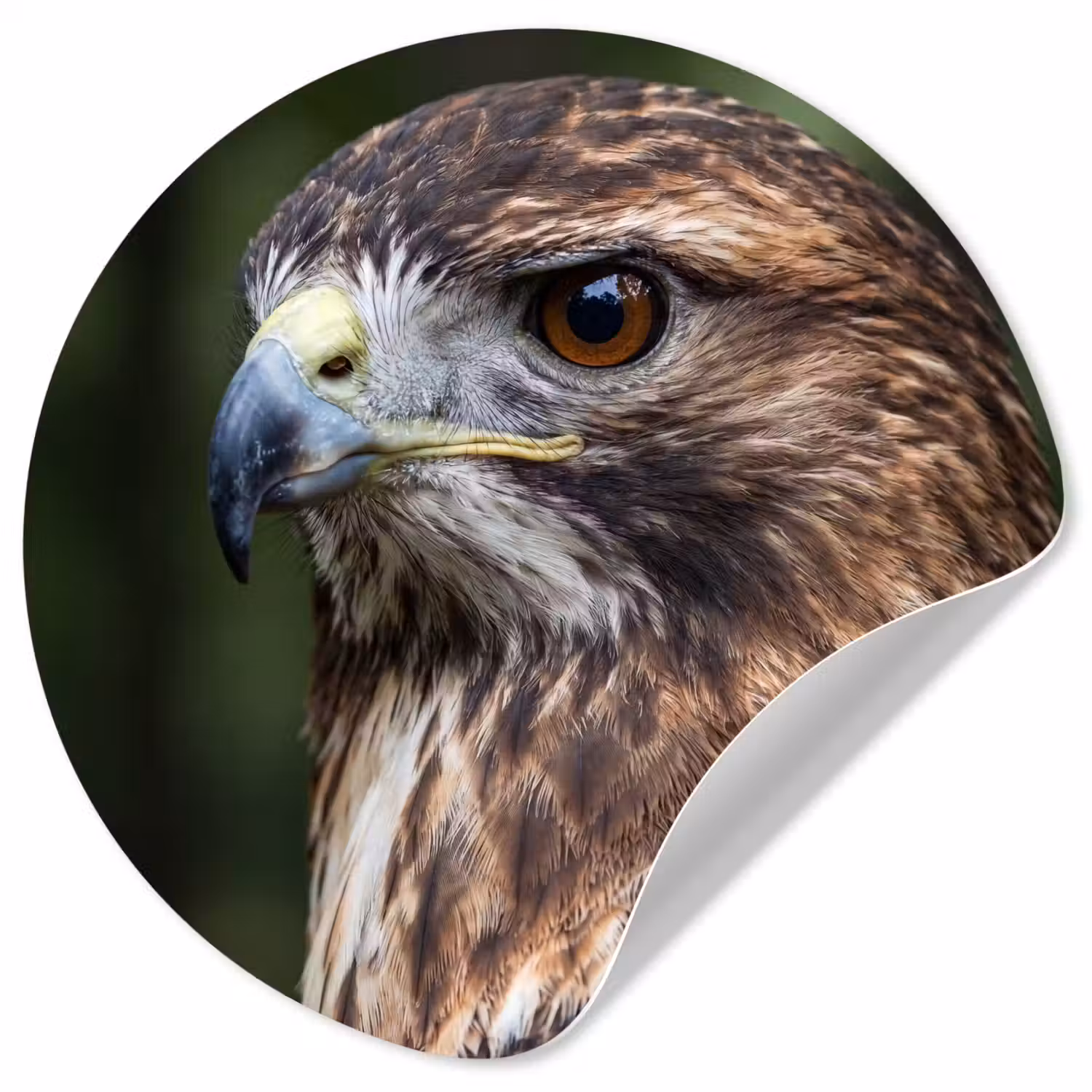 Buizerd - Roofvogel - Natuur - Bruin Wandcirkel behangsticker klein -3d