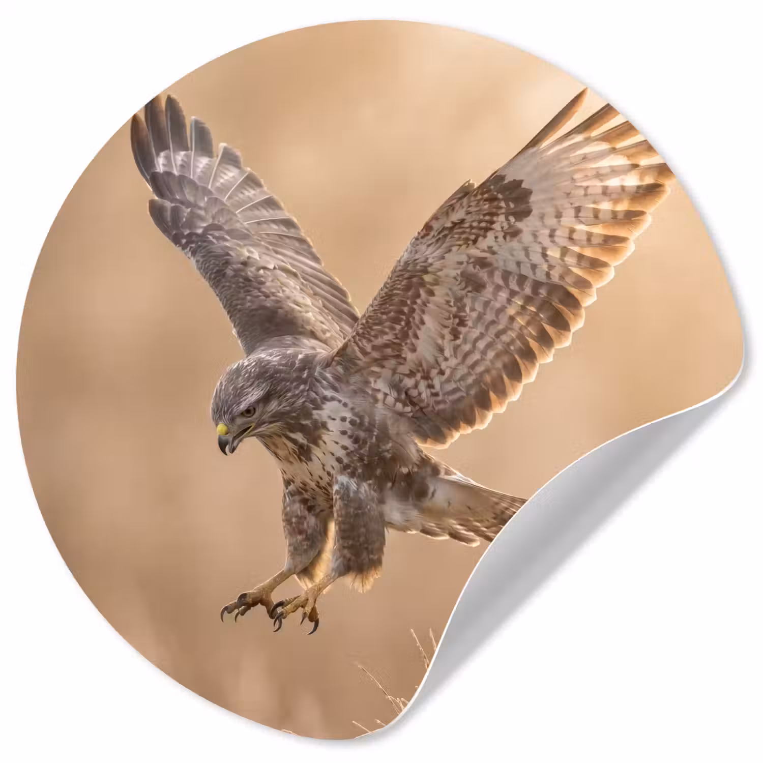 Buizerd - Roofvogel - Natuur - Bruin Wandcirkel behangsticker klein -3d