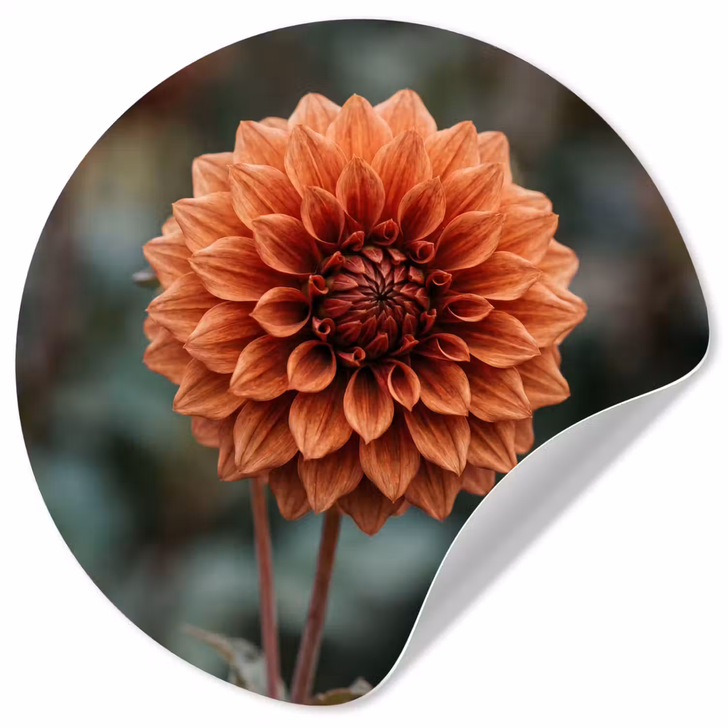 Dahlia - Bloem - Natuur - Sfeervol Wandcirkel behangsticker klein -3d