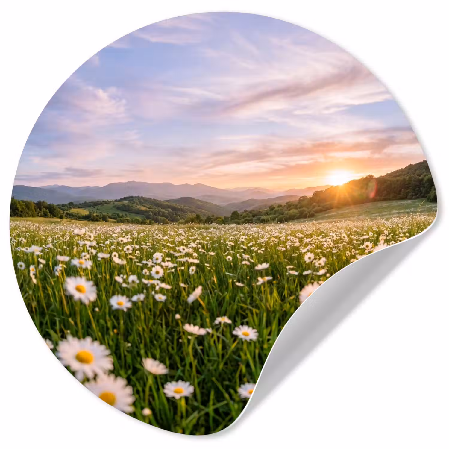 Madelief - Veld - Heuvels - Groen Wandcirkel behangsticker klein -3d