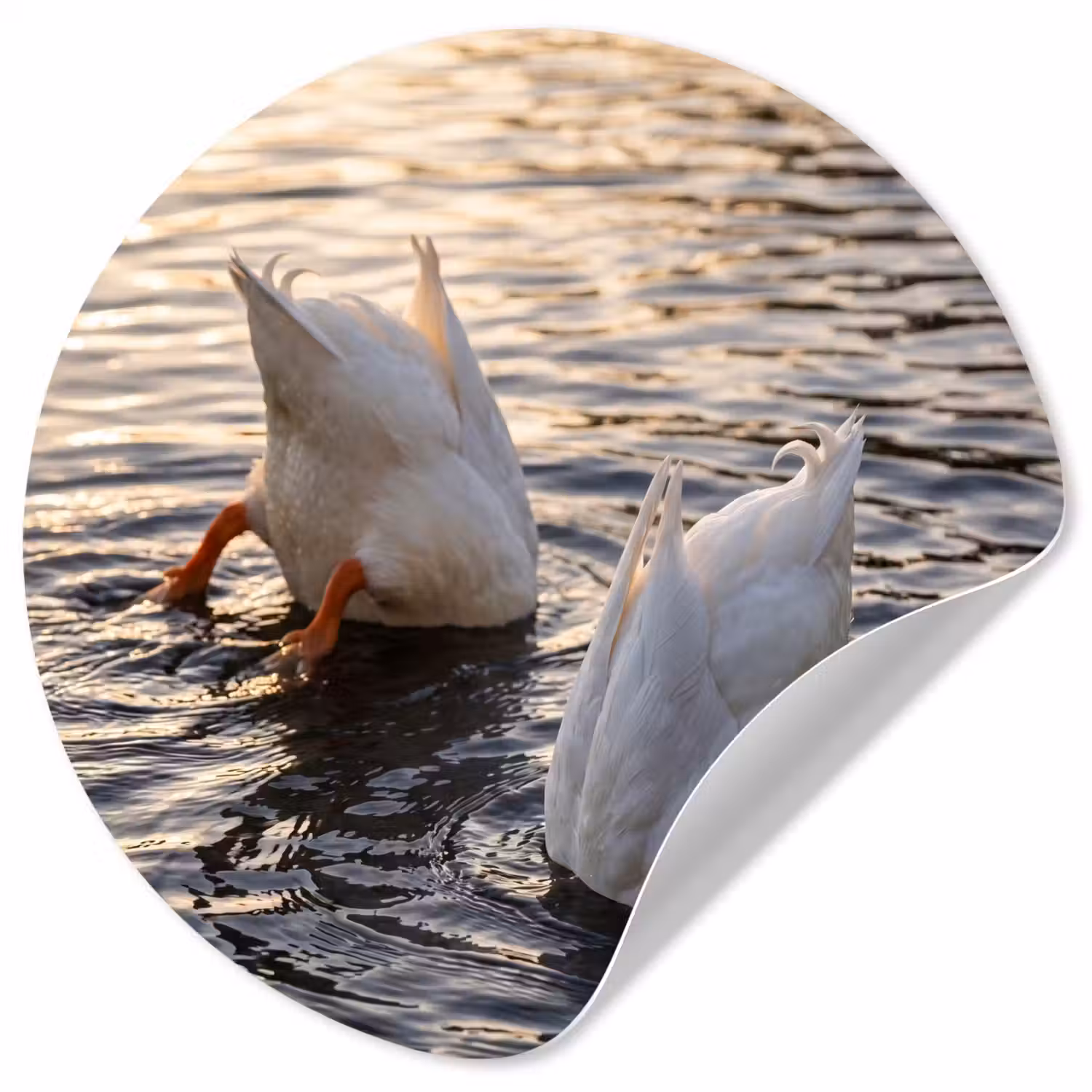 Eenden - Water - Natuur Wandcirkel behangsticker klein -3d