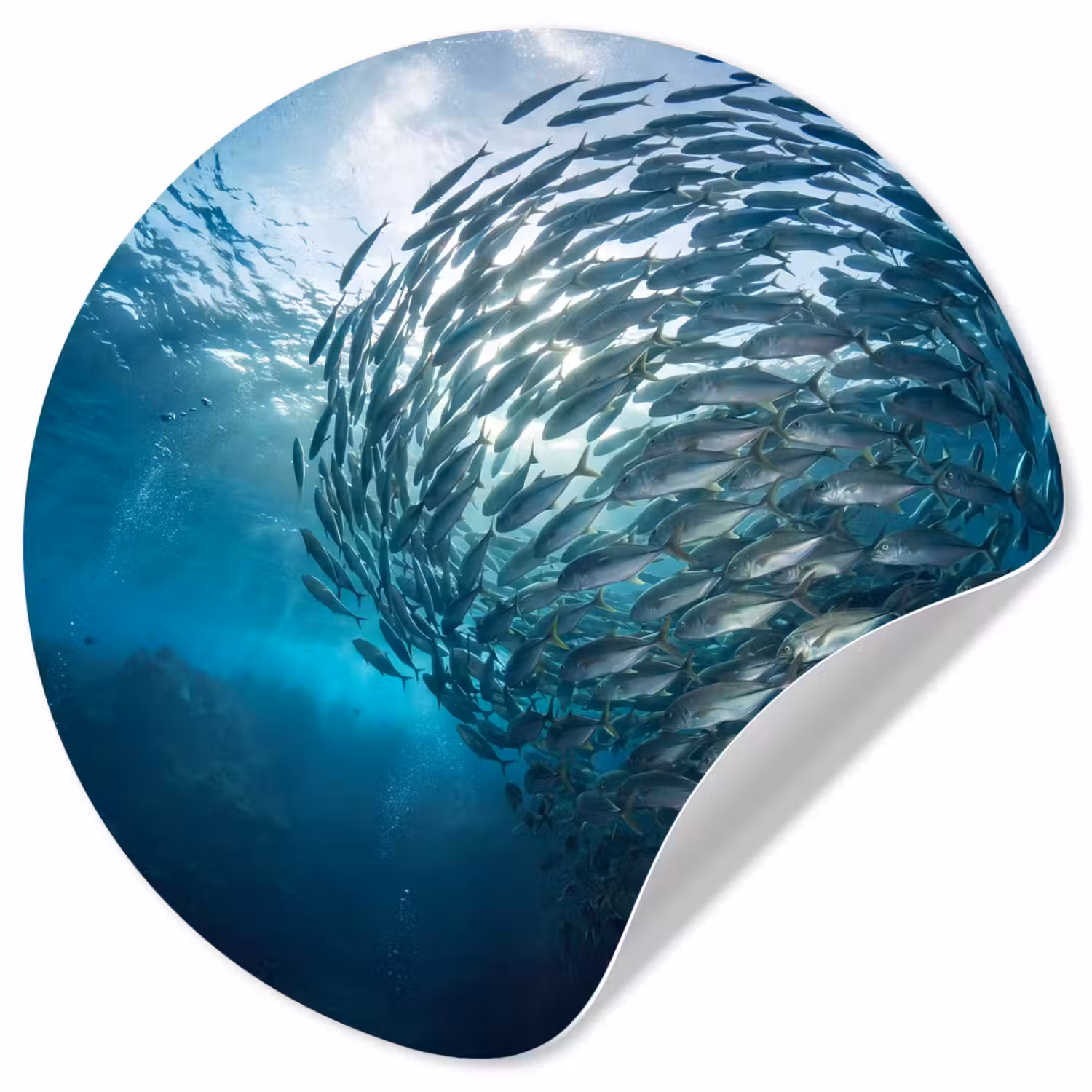 Vis - School - Oceaan - Natuur - Blauw Wandcirkel behangsticker klein -3d