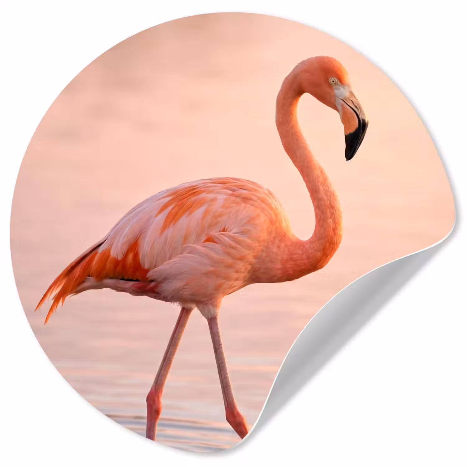 Flamingo - Water - Roze Wandcirkel behangsticker klein -3d