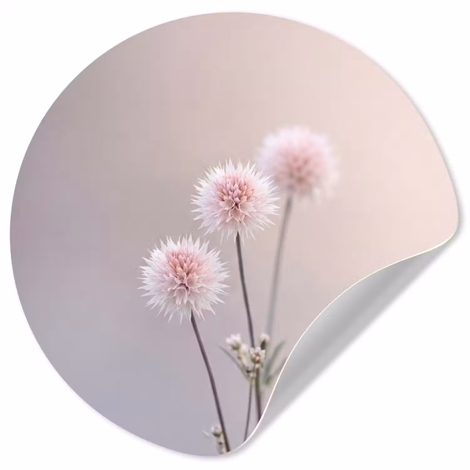 Bloemen - Bollen - Roze Wandcirkel behangsticker klein -3d