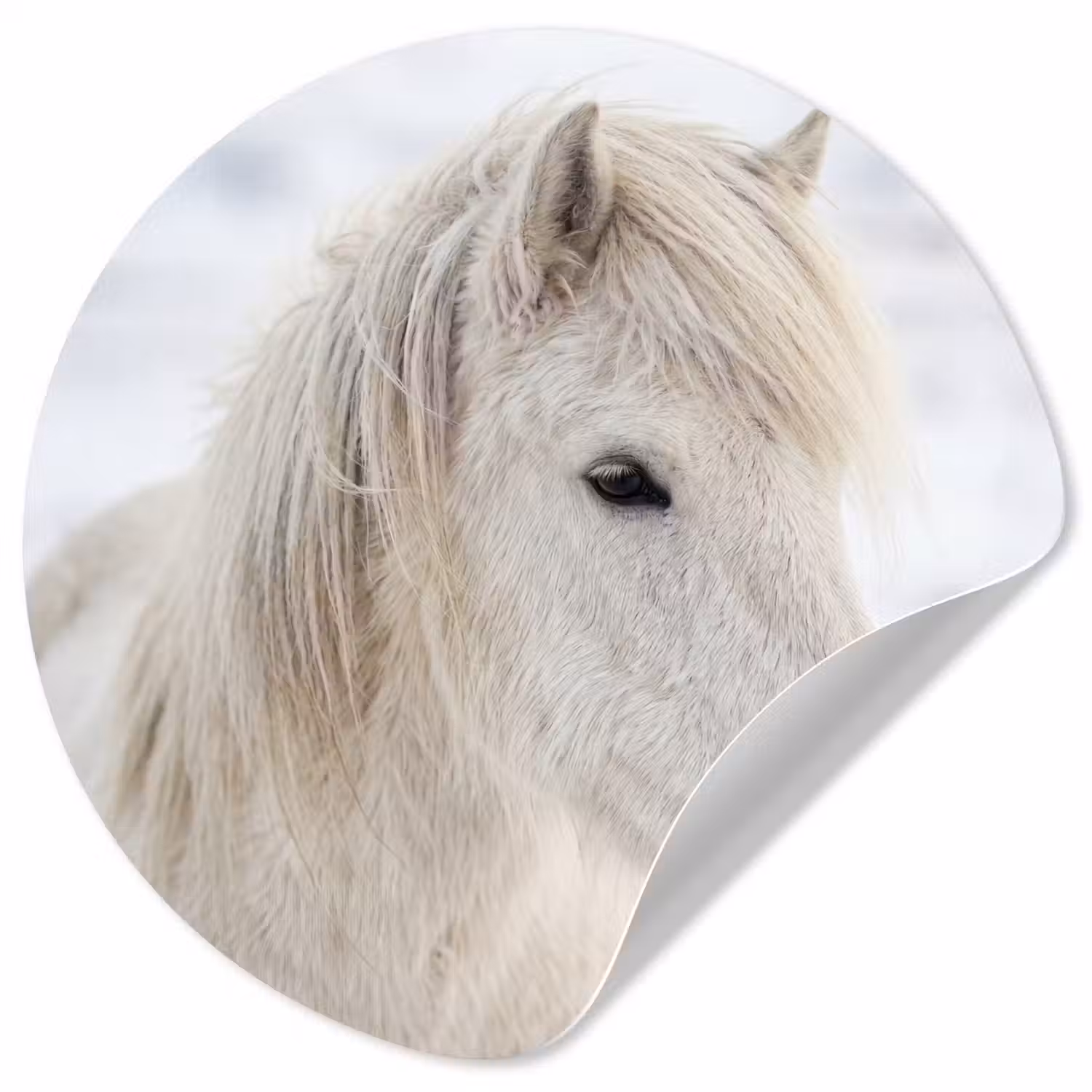 Paard - Kop - Winter - Dieren - Wit Wandcirkel behangsticker klein -3d