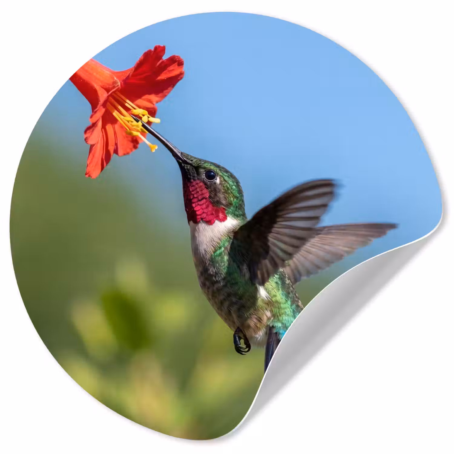 Kolibrie - Bloem - Natuur - Groen Wandcirkel behangsticker klein -3d
