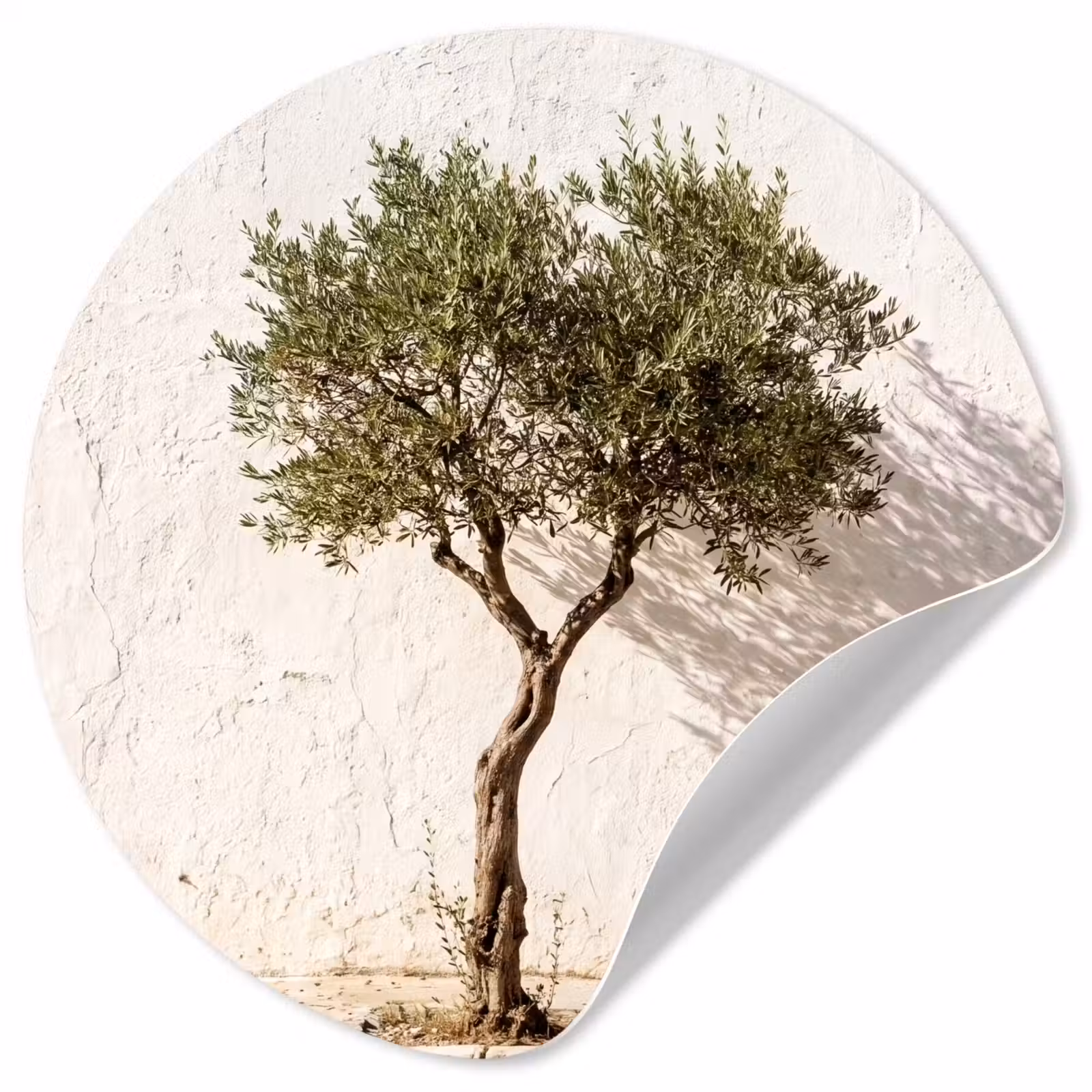 Wallpaper Circle - Olive Tree - Wall - White - Olijfboom - muur - wit Wandcirkel behangsticker klein