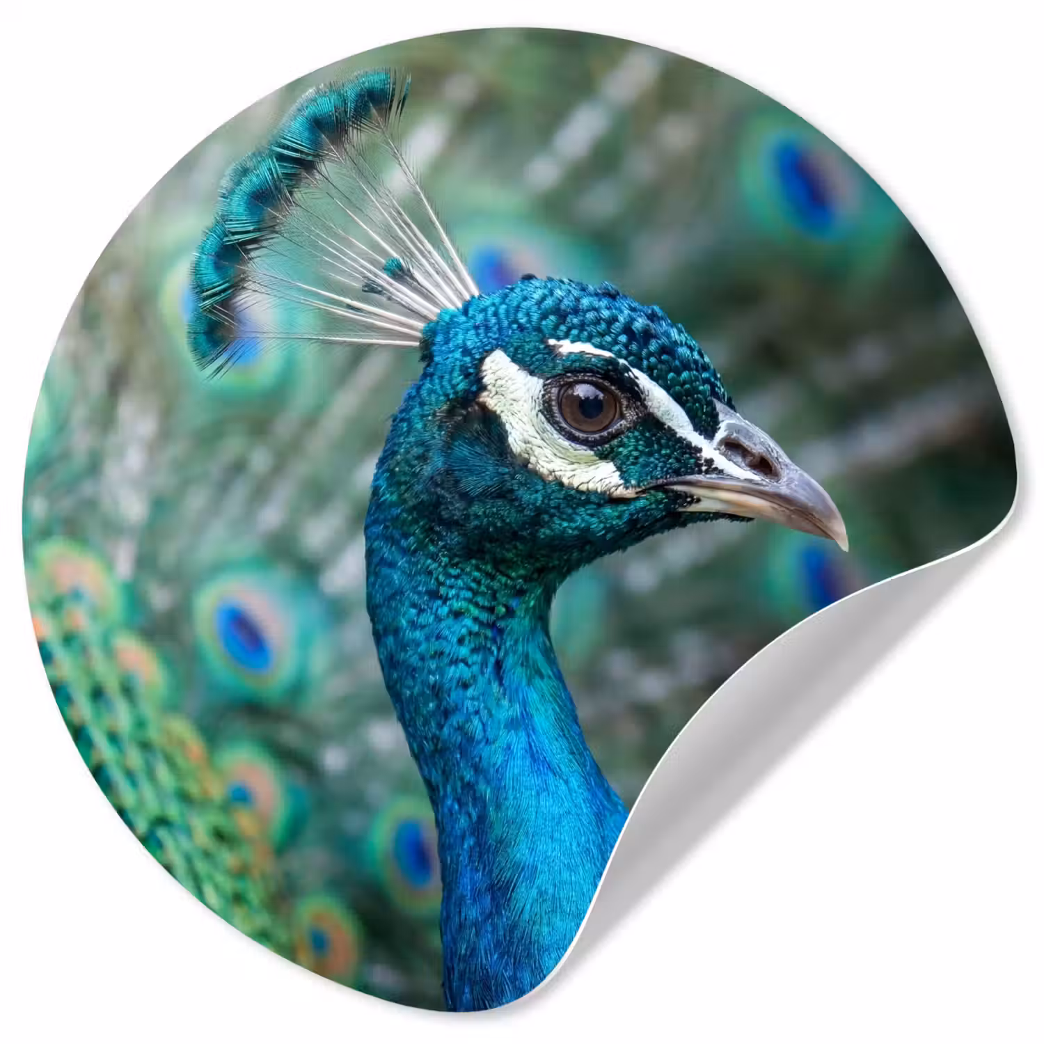 Pauw - Veren - Blauw Wandcirkel behangsticker klein -3d