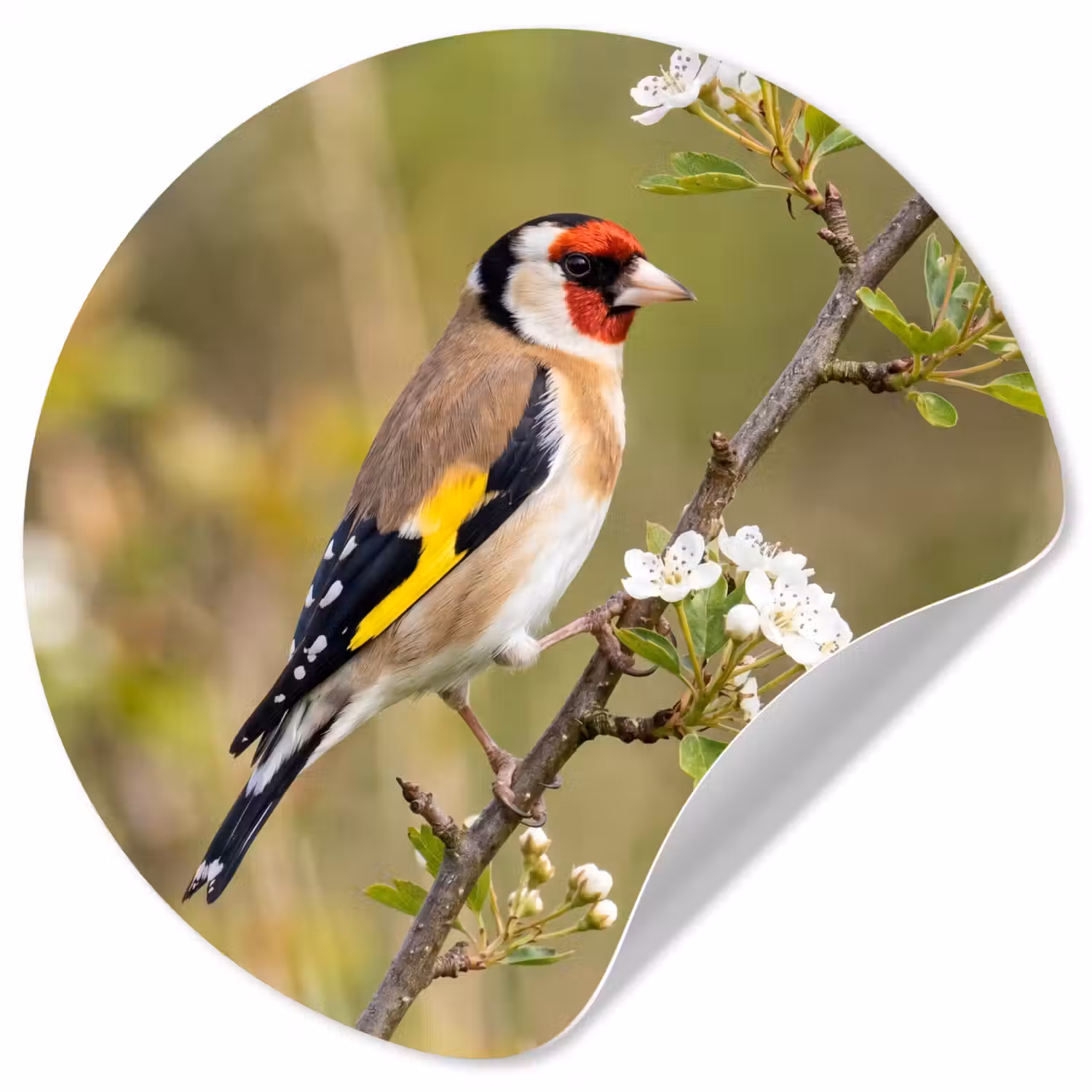 Putter - Bloesem - Lente - Natuur - Kleurrijk Wandcirkel behangsticker klein -3d