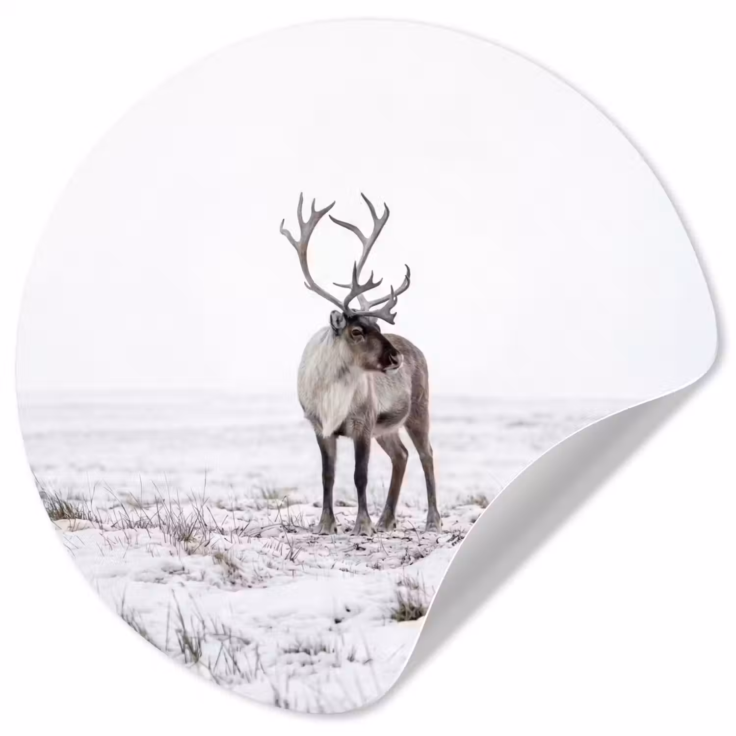 Rendier - Gewei - Sneeuw - Winter Wandcirkel behangsticker klein -3d
