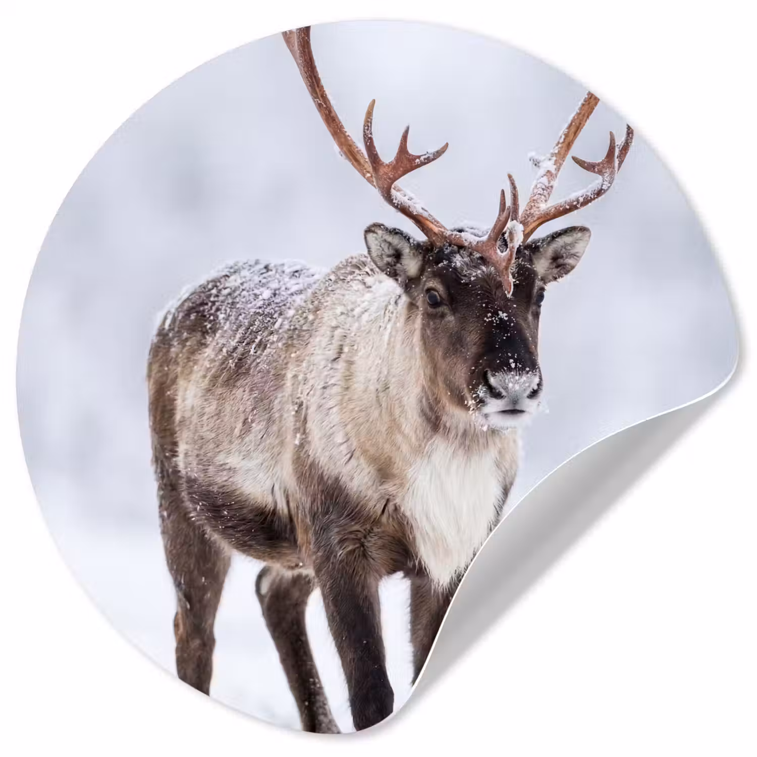 Rendier - Gewei - Toendra - Sneeuw - Wild Wandcirkel behangsticker klein -3d