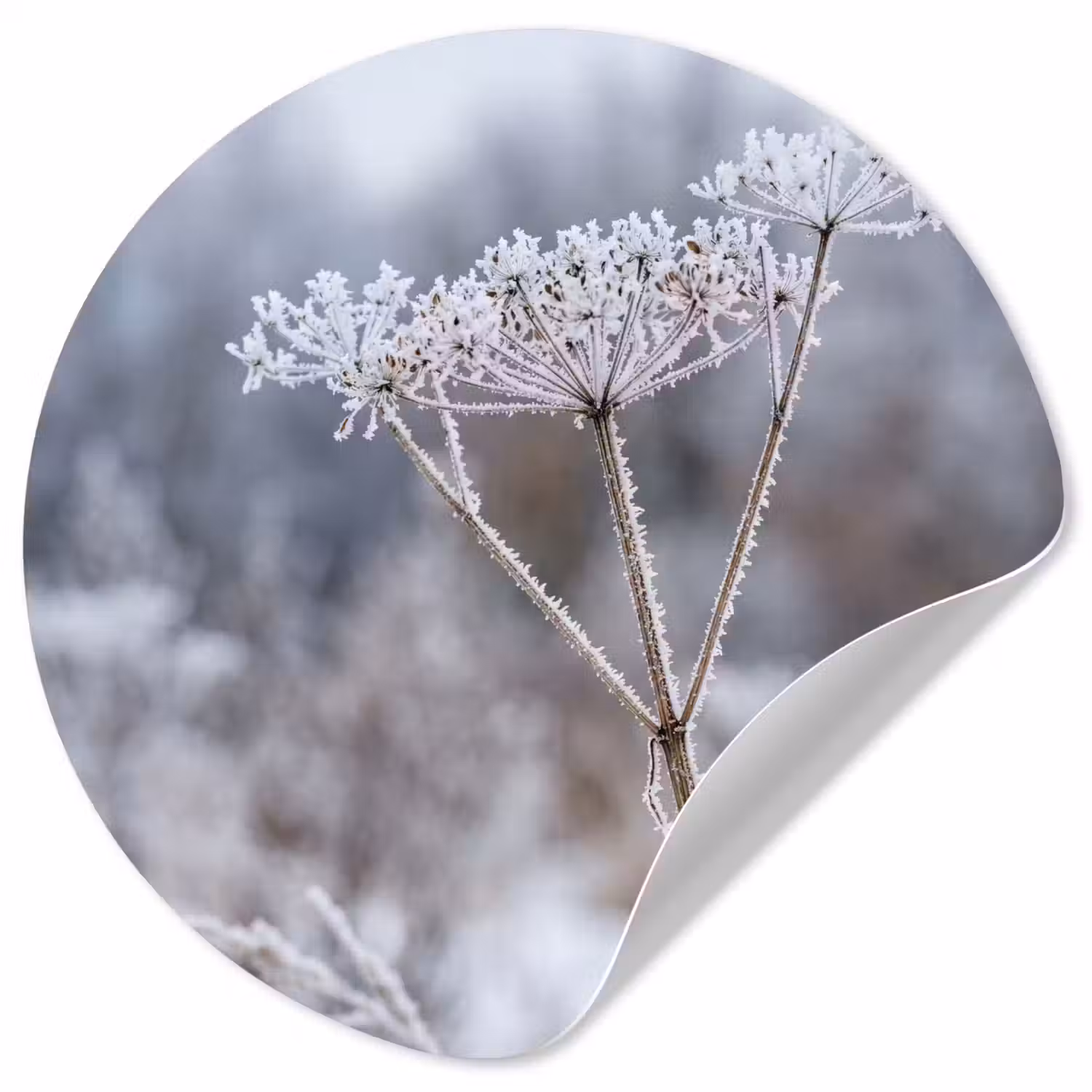 Schermbloem - Rijp - Kristallen - Winter - Delicaat Wandcirkel behangsticker klein -3d